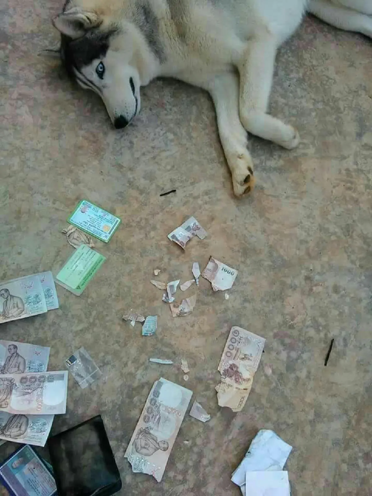 เจ้าตูบไซบีเรียนตาฟ้า ทำเจ้าของปวดหัว เผลอแป๊บเดียวกัดแบงค์พันขาดไป 3 ใบ!