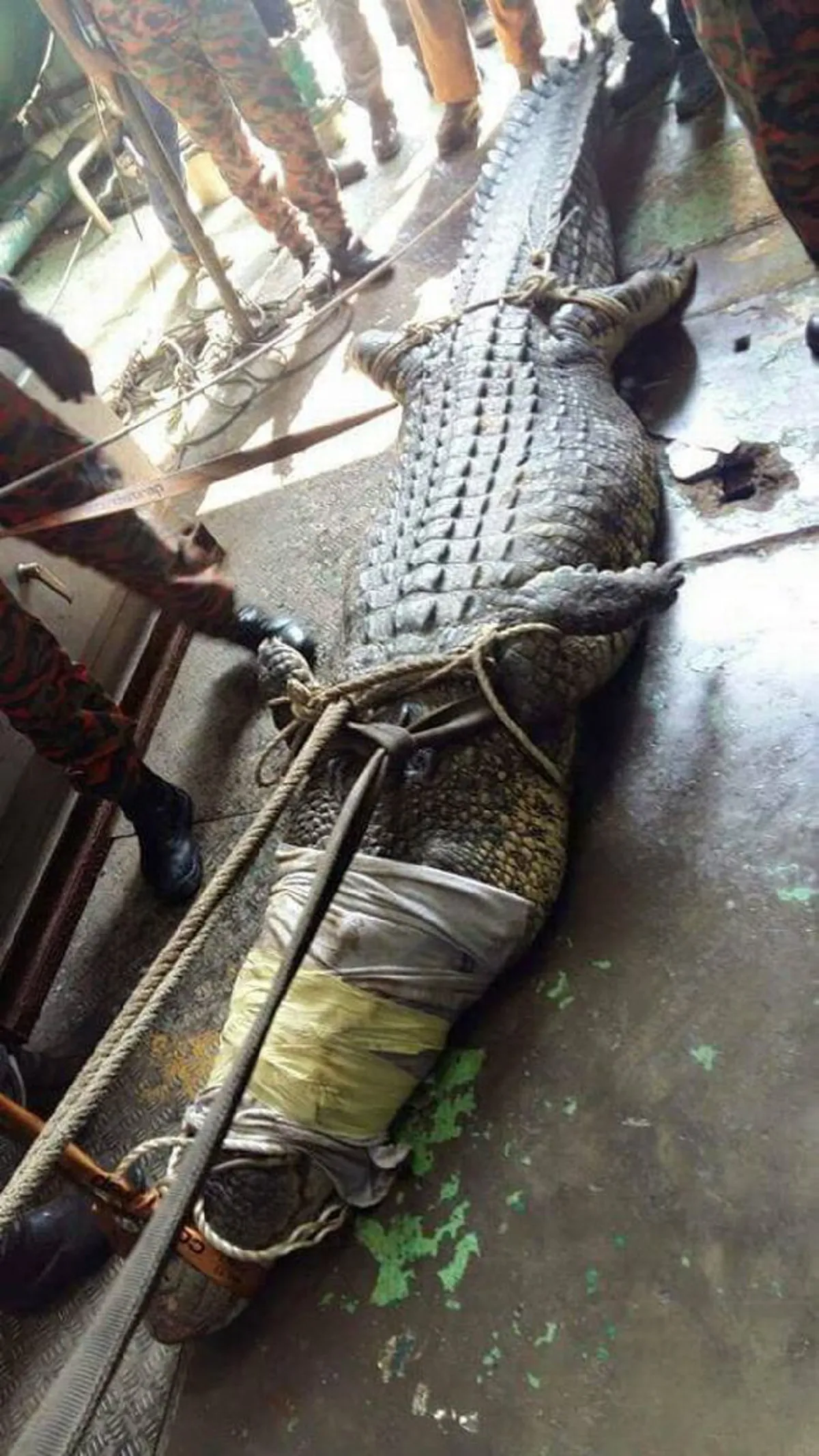สิ้นลายไอ้เข้!! นักดับเพลิงอินโด ร่วมมือช่วย \"จระเข้ยักษ์\" ยาว 20 ฟุต หลังว่ายมาติดท่อระบายน้ำ ทุลักทุเล ทั้งกลัวและสงสาร สุดท้ายไม่รอด