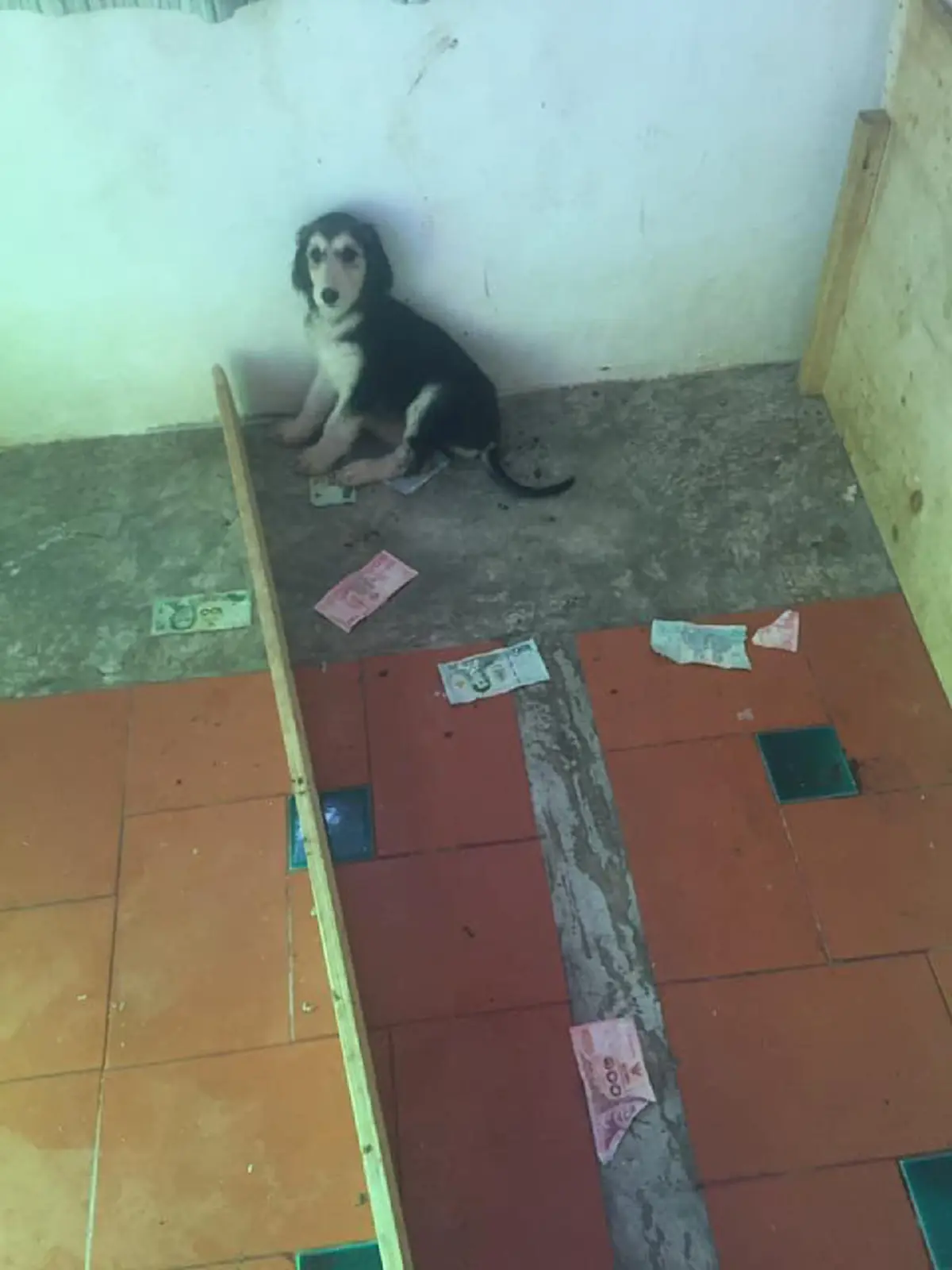 เจ้าตูบไซบีเรียนตาฟ้า ทำเจ้าของปวดหัว เผลอแป๊บเดียวกัดแบงค์พันขาดไป 3 ใบ!