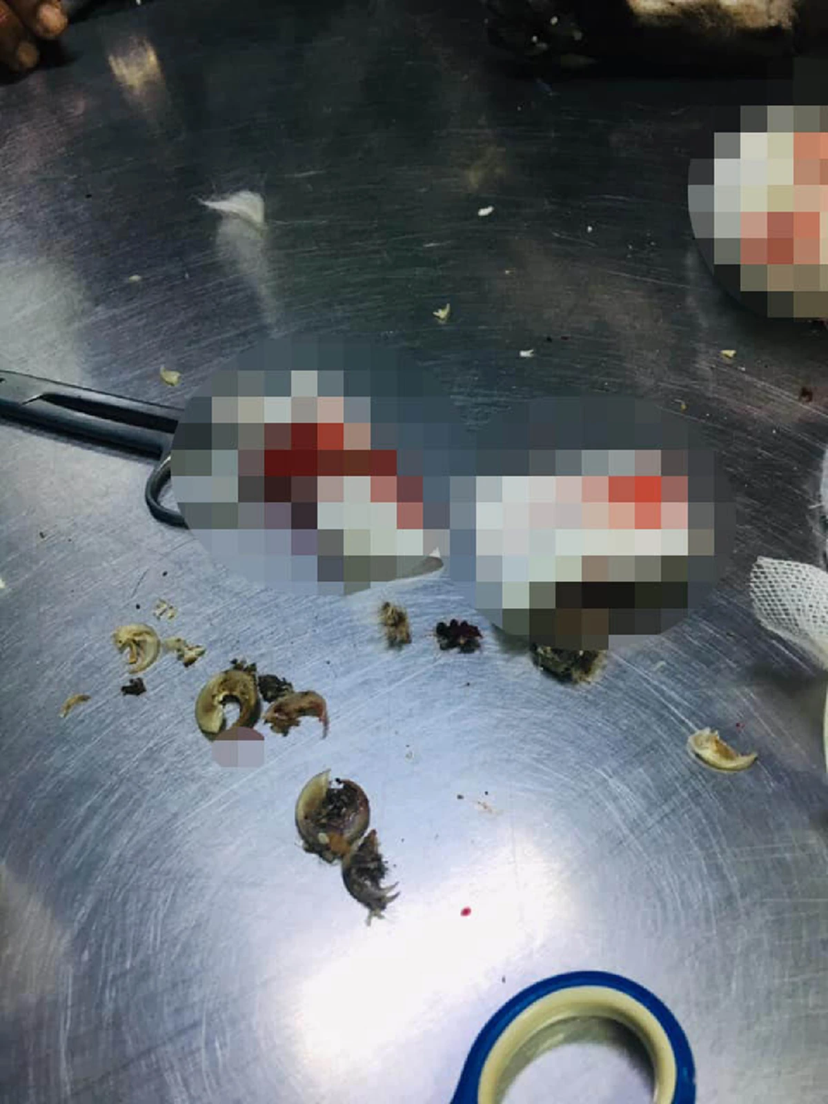 เจ้าแมวเจ็บหนัก เพราะเจ้าของปล่อยให้เล็บยาวจิกเข้าเนื้อ สัตวแพทย์เตือนทรมานเหมือนเดินบนใบมีด!