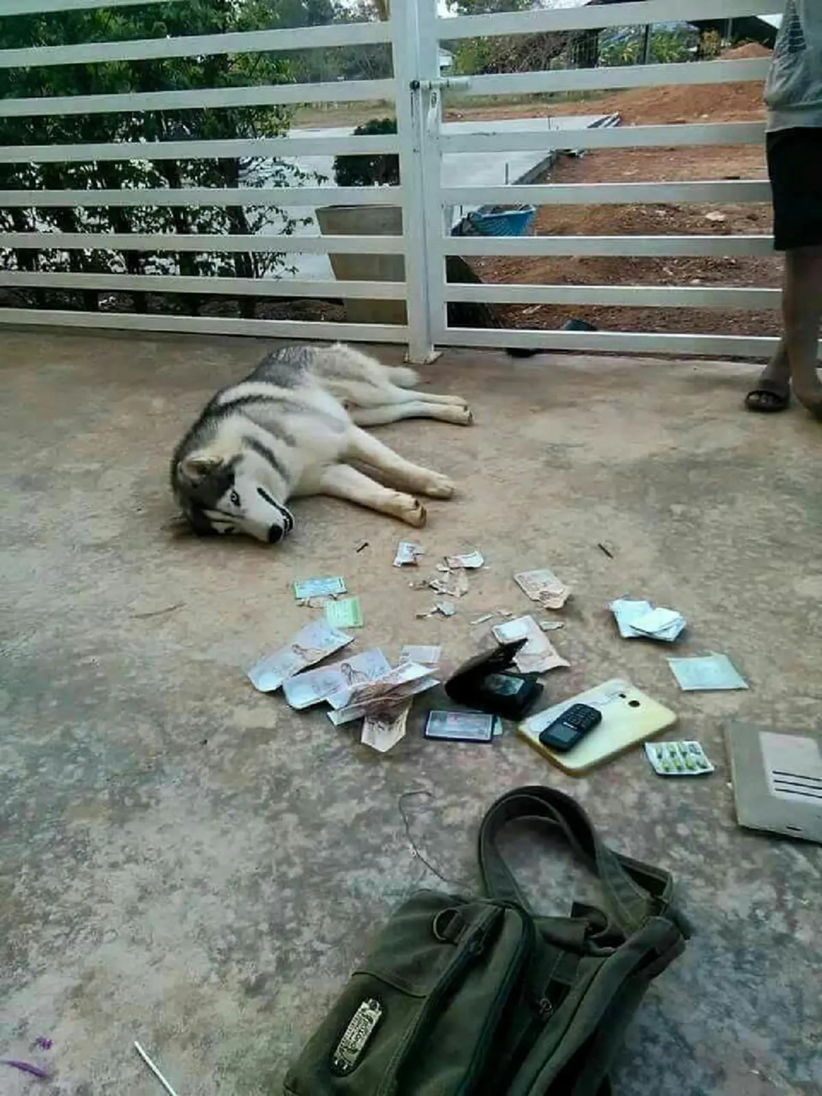 เจ้าตูบไซบีเรียนตาฟ้า ทำเจ้าของปวดหัว เผลอแป๊บเดียวกัดแบงค์พันขาดไป 3 ใบ!