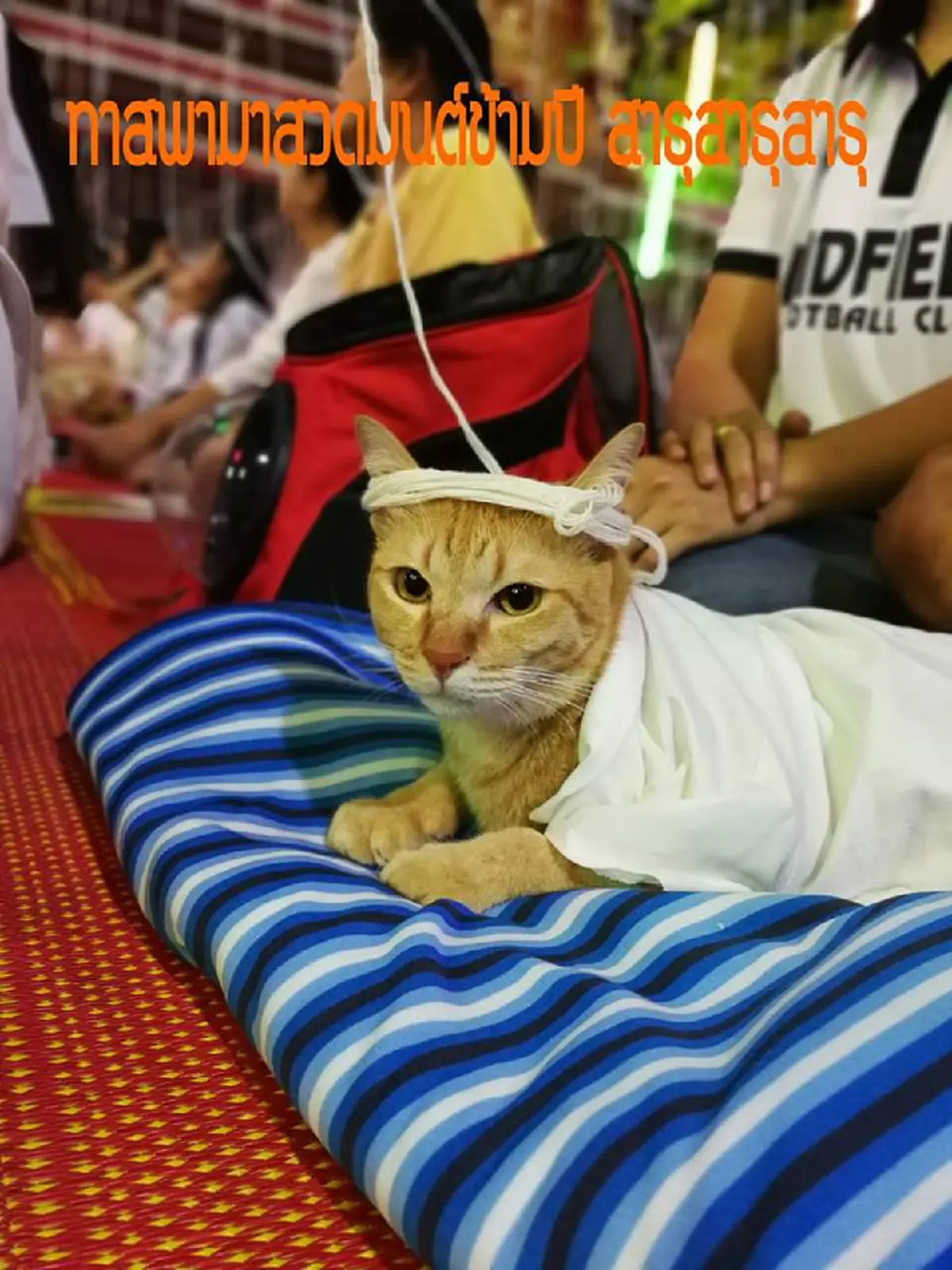 คลิปน้องแมวสีส้ม นุ่งขาวห่มขาว ไปสวดมนต์ข้ามปีที่วัด