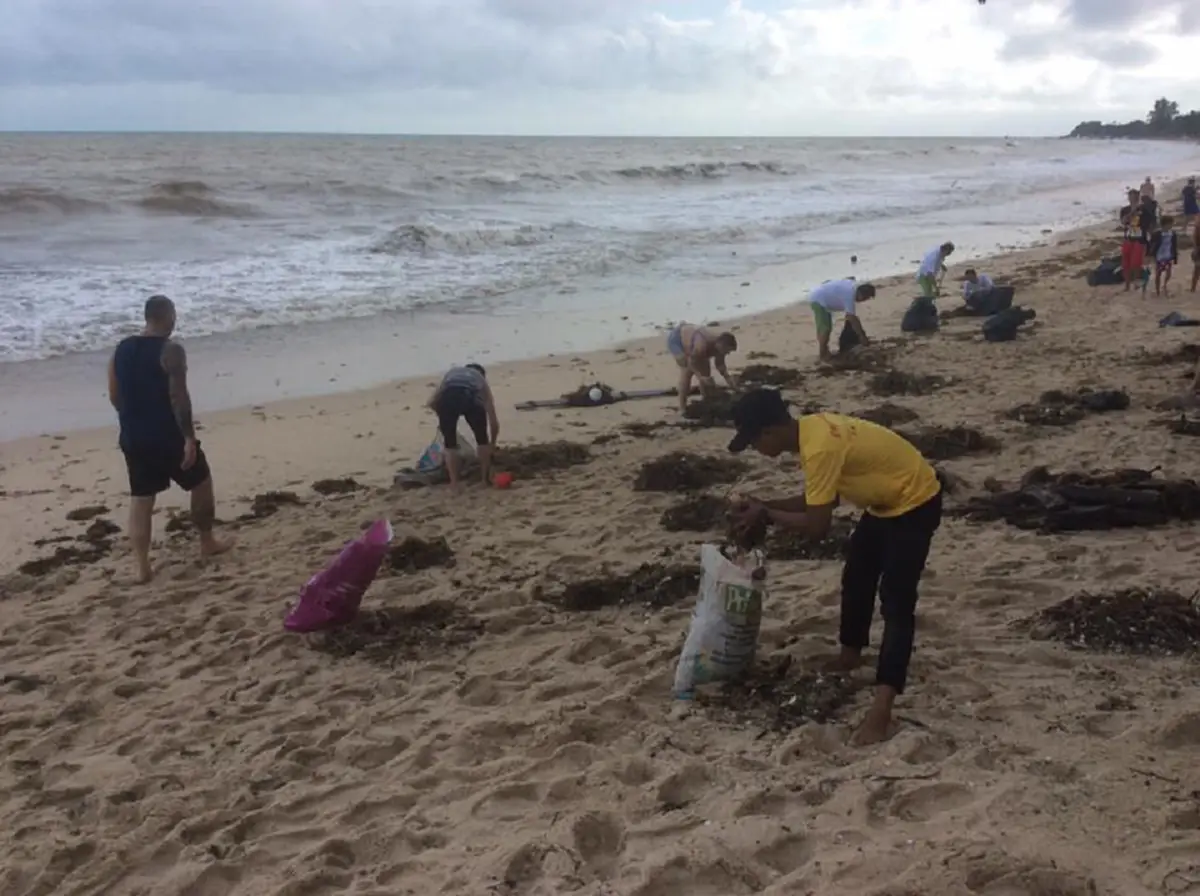 ภาพนักท่องเที่ยวช่วยกันเก็บขยะริมหาด หลังเกิด\"พายุปาบึก\" ที่สุราษฎร์ธานี(คลิป)