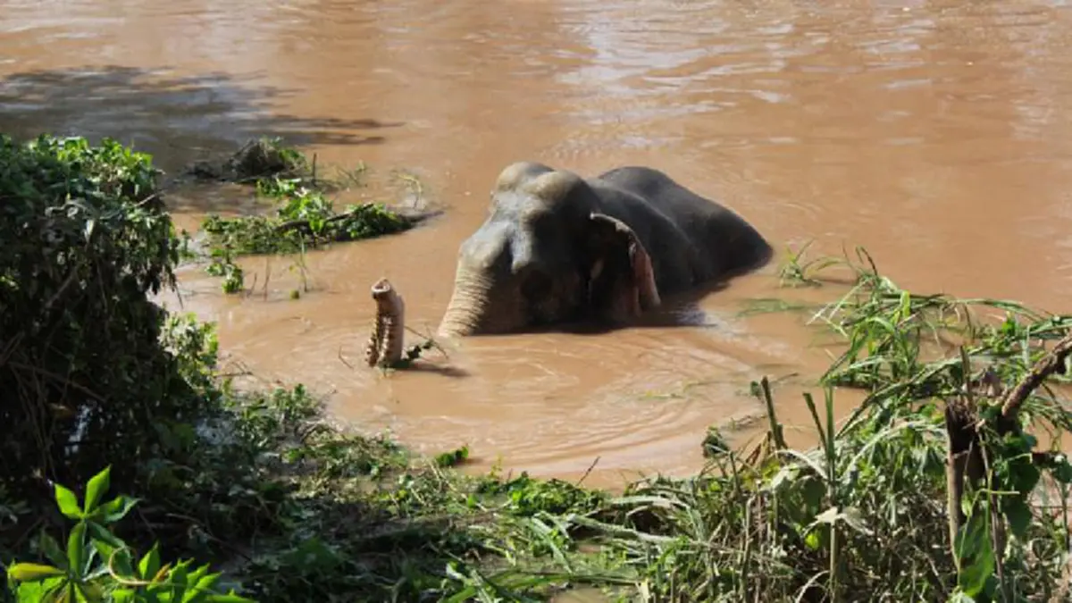 ข่าวดีสุดๆๆ!! ลุ้นมาทั้งคืน.."พลายชมพู" ช้างป่าพลัดจมน้ำคลอง ชาวบ้านเฮลั่นลุยตัดอ้อย กล้วย จัดมื้อใหญ่  ปลื้มใจคณะสัตวแพทย์ทำให้มันยืนได้??