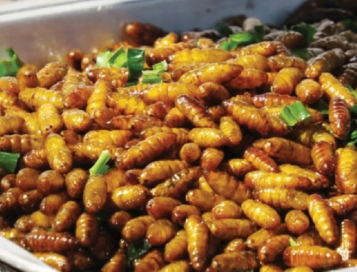 อ้วกแทบพุ่ง!! เอาจริงดิ?? 10 อันดับ แมลงประหลาดที่กินได้เพื่อความอยู่รอด!! ใครเคยกินตัวไหนบ้าง?? (รายละเอียด)