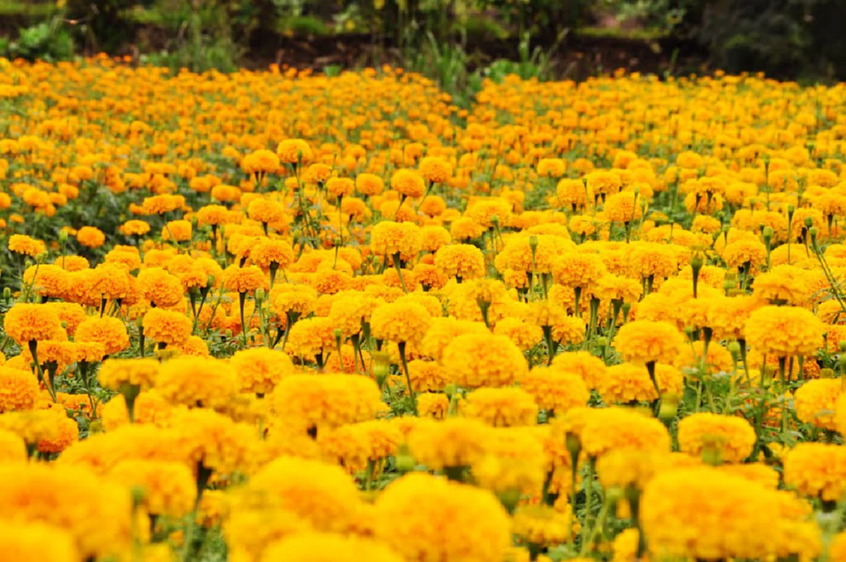 แชร์เก็บไว้ใช้ด่วน!! ฟันผุ ปวดฟัน แมงกินฟัน ป้องกันด้วยด้วย 8 สมุนไพรใกล้ตัว ที่ทำเอาอึ้ง??