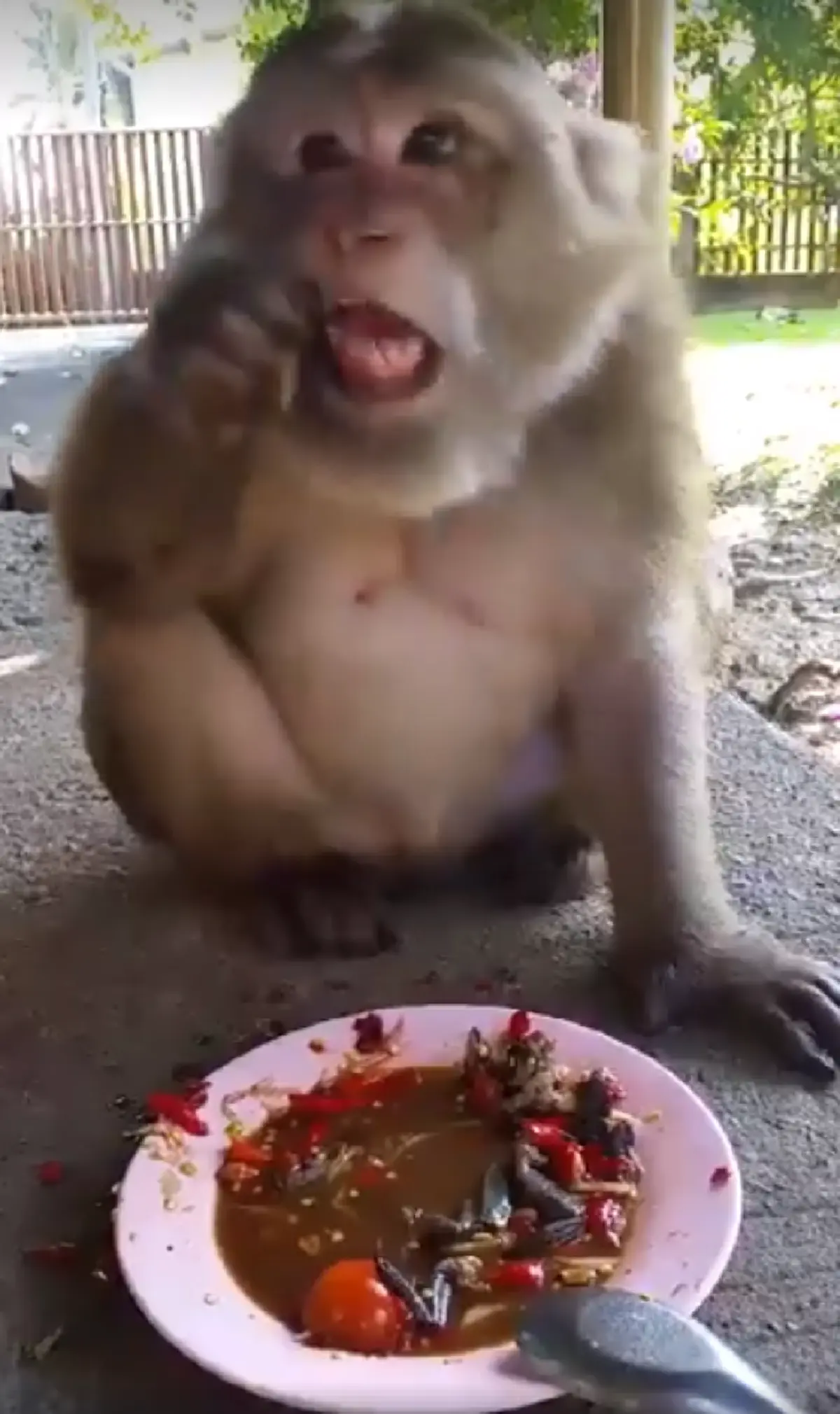 แซ่บบ่ล่ะ!! "ไอ้จ๋อ" นั่งกิน "ส้มตำ" อย่างเอร็ดอร่อย ท่ามกลางพริกที่มีอยู่เต็มจาน! คักขนาด น้ำลายไหลย้อยแทบล้นจอ!! (ชมคลิป)