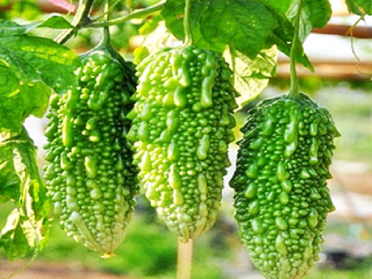 สรรพคุณล้น! "มะระขี้นก" หวานเป็นลมขมเป็นยา พืชจำกัดเซลล์มะเร็งได้อย่างไม่น่าเชื่อ! (รายละเอียด)