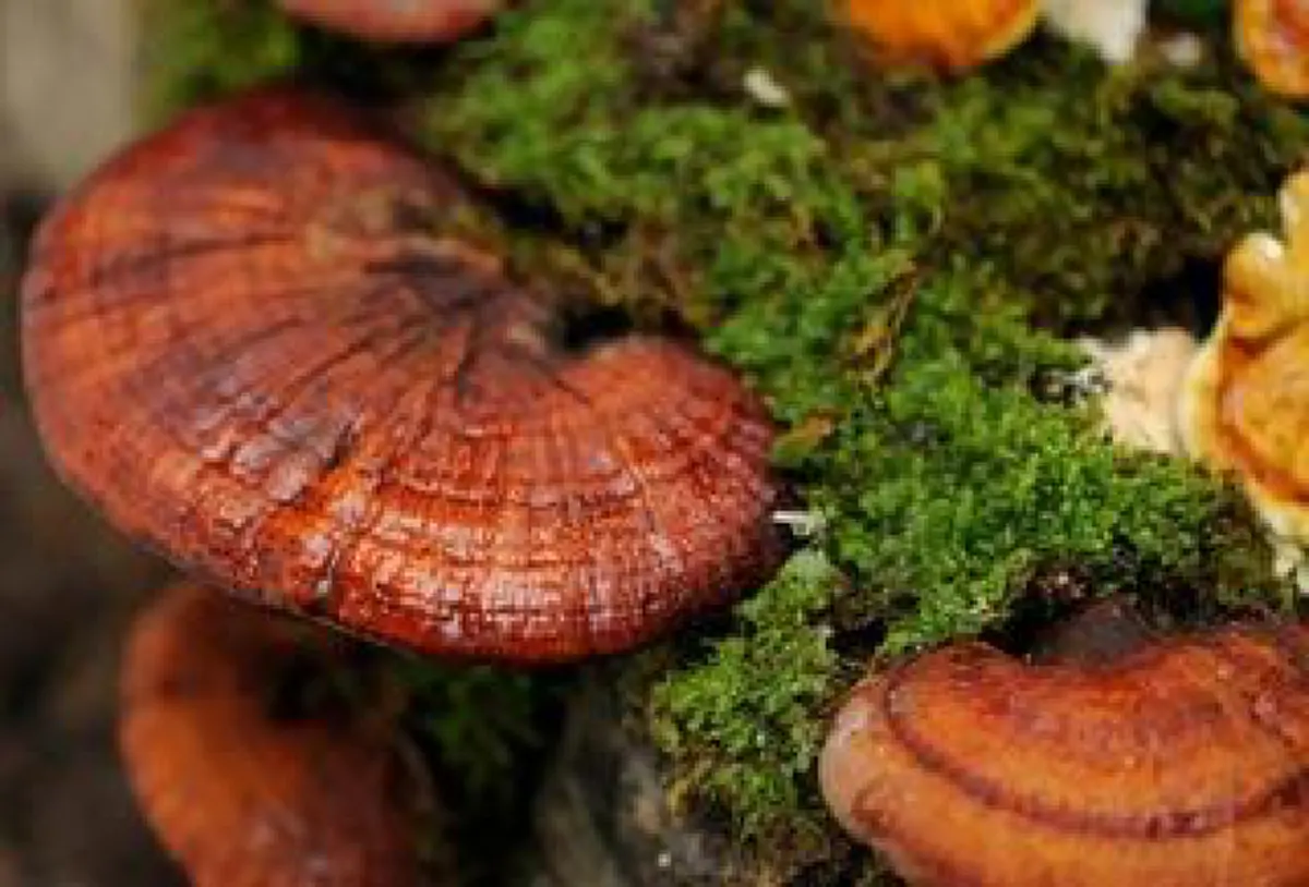 #แชร์เก็บไว้เลย!! สุดยอดของดี 10 อย่าง กินแล้วช่วย "เสริมฤทธิ์ป้องกันโรคภูมิแพ้" เพิ่มภูมิคุ้มกันให้แก่ร่างกาย!!