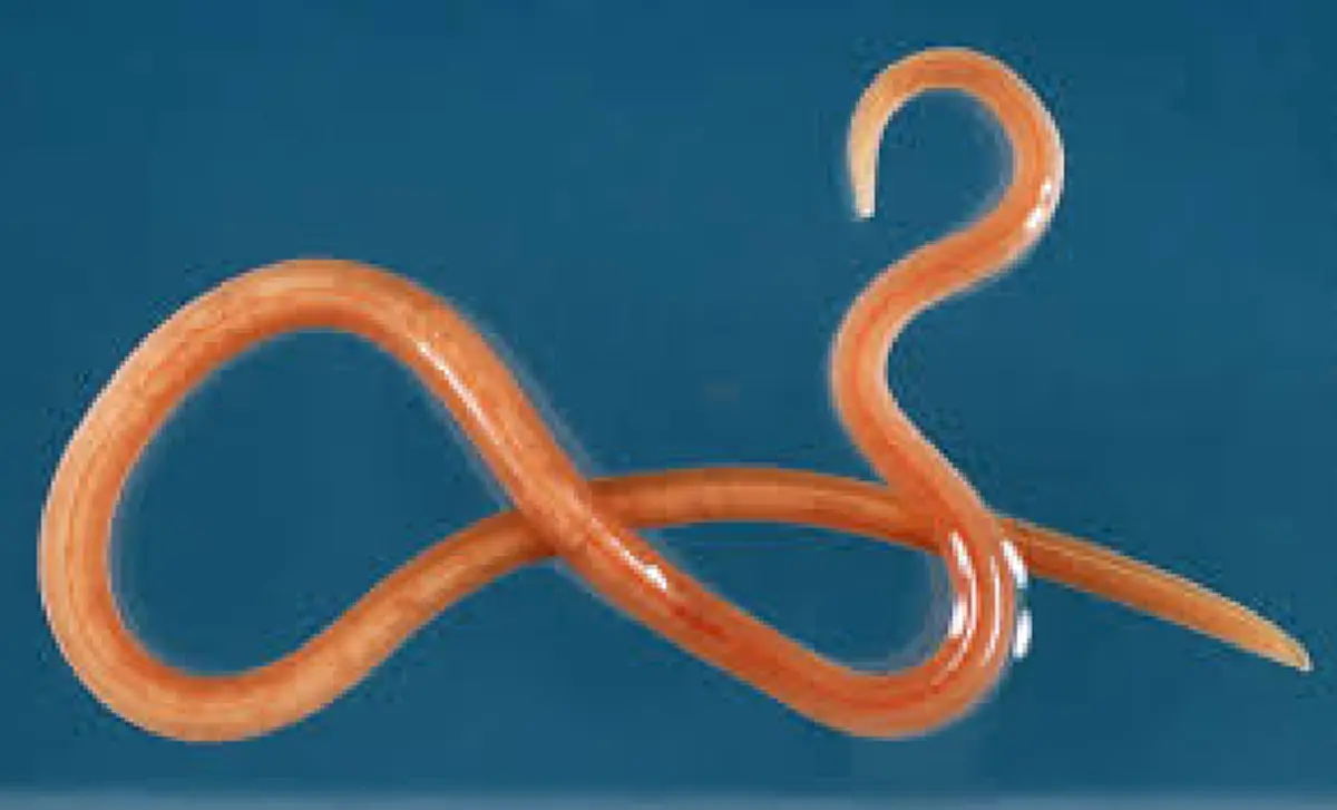 ระวังภัยพยาธิตัวตืด!!! วิธีสังเกตุพยาธิในเนื้อสัตว์ รีบอ่านเลย!!!