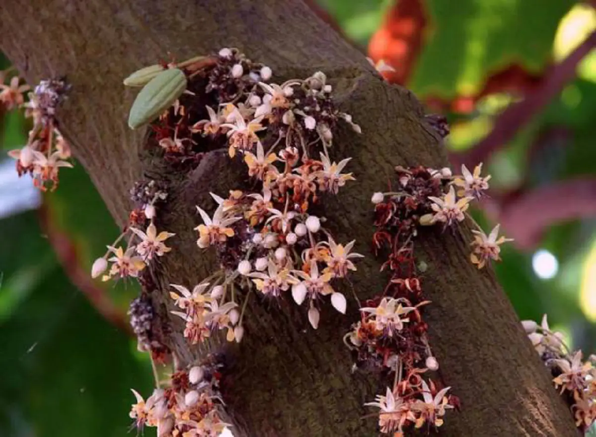 #รู้หรือไม่!! “พืชผักผลไม้” 20 ชนิด ก่อนจะมาเป็นอาหาร มันเคยมีหน้าตา แบบนี้มาก่อน เห็นแล้วถึงกับขยี้ตารัวๆ !! (ชมภาพ)