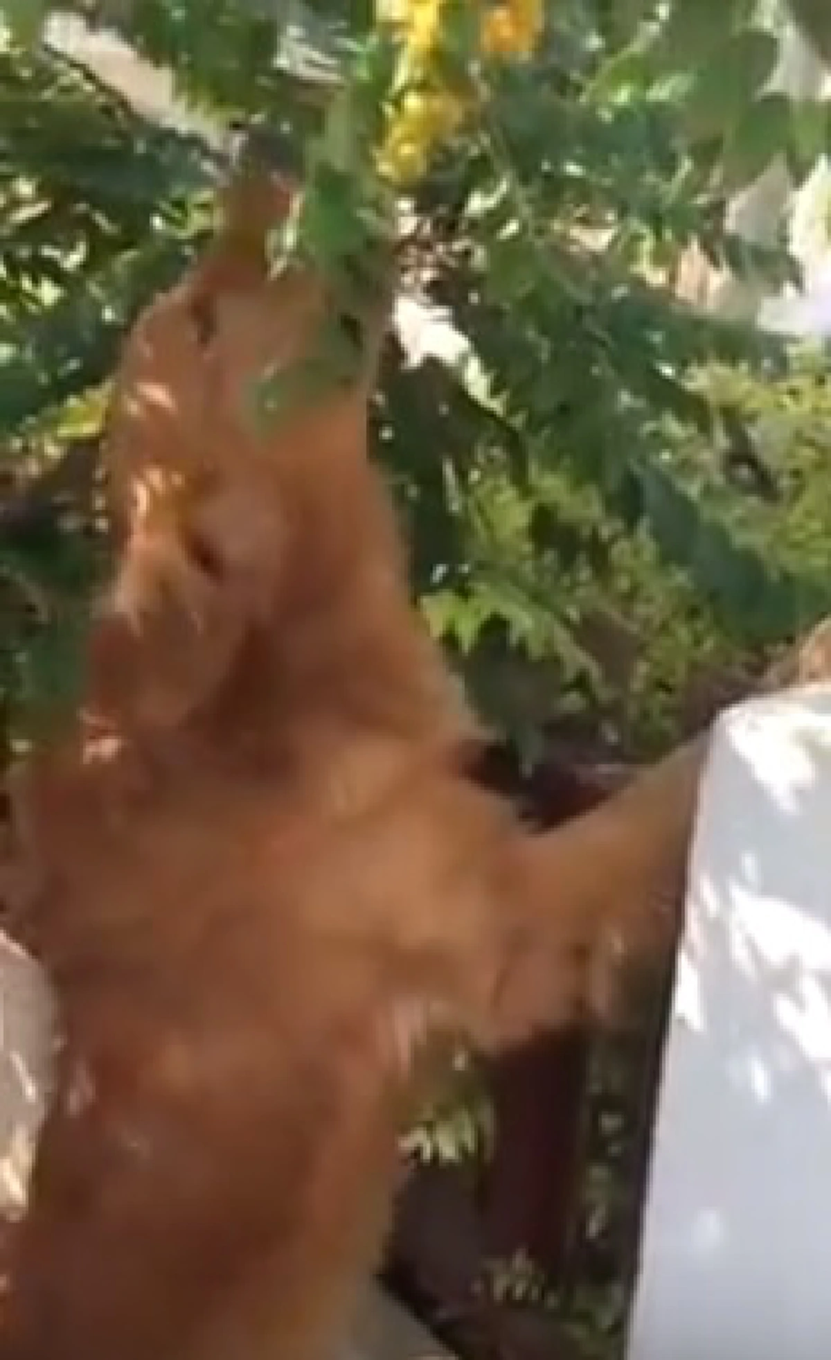 #มันอดไม่ได้จริงๆ!!! โซเชียลฯแชร์คลิปน้องหมาโกลเด้น แอบหนีเจ้านาย ขโมยกินมะยม เผลอแป๊บเดียวเกือบหมดต้น !! (คลิป)