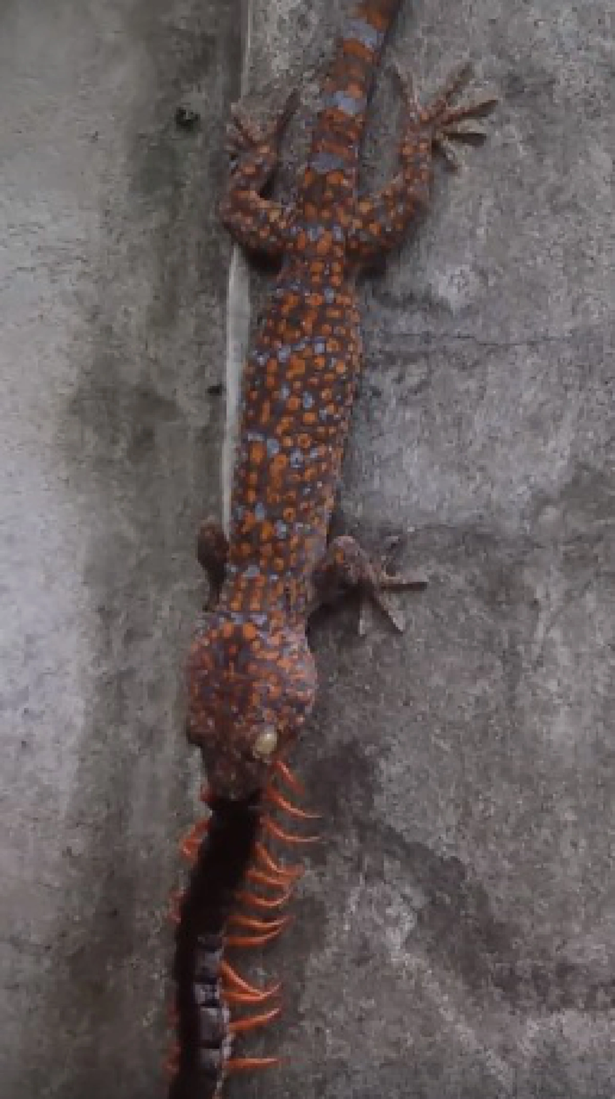 เลี้ยงไม่เสียข้าวสุก เผยคลิปตุ๊กแกเขมือบตะขาบไซส์บิ๊ก (คลิป)