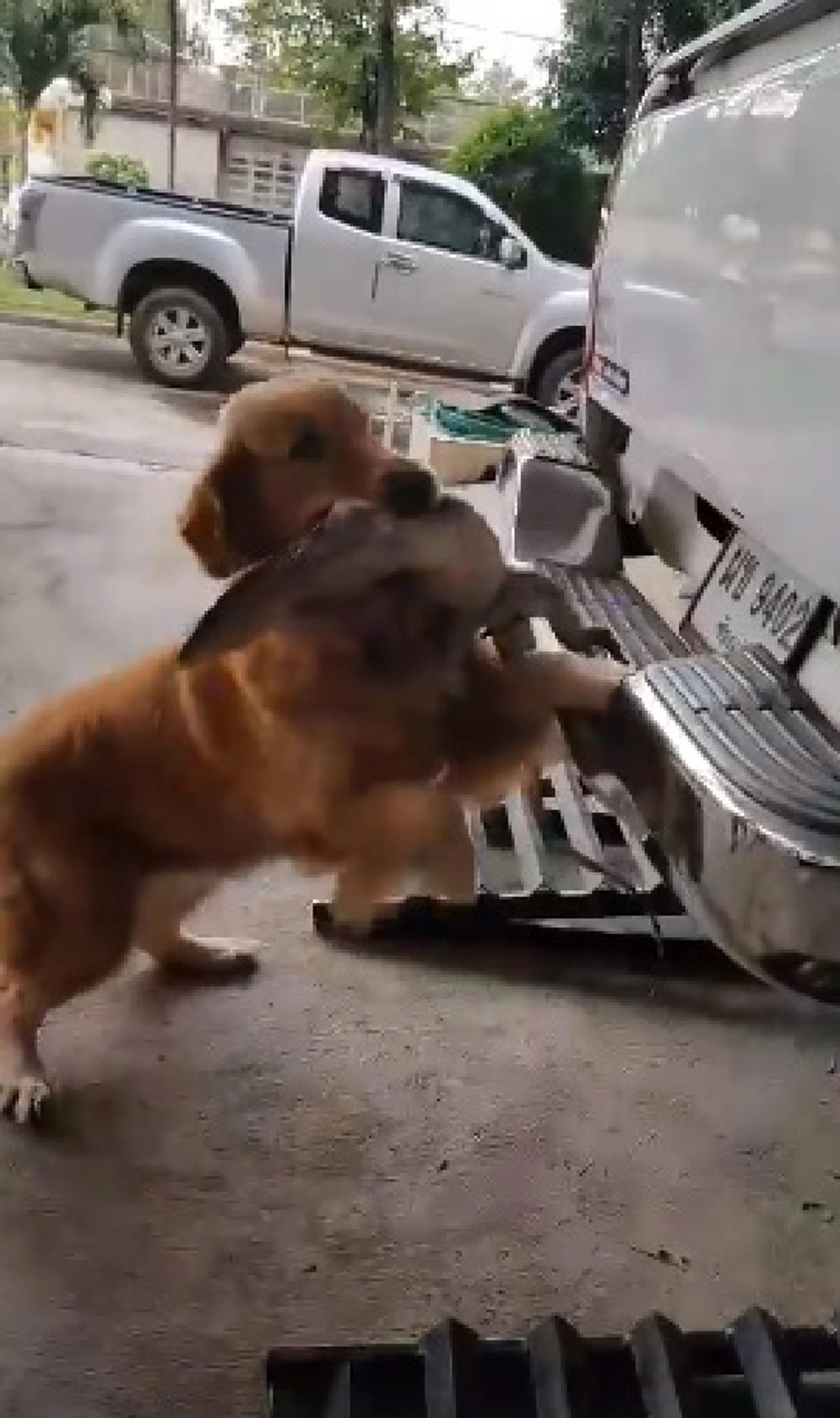 น้องจ๊ะจ๋า สุนัขแสนรู้ คาบตัวเงินตัวทองมาไว้ท้ายกระบะ ให้โชคเลขท้าย2ตัวเต็มๆ 02  (คลิป)