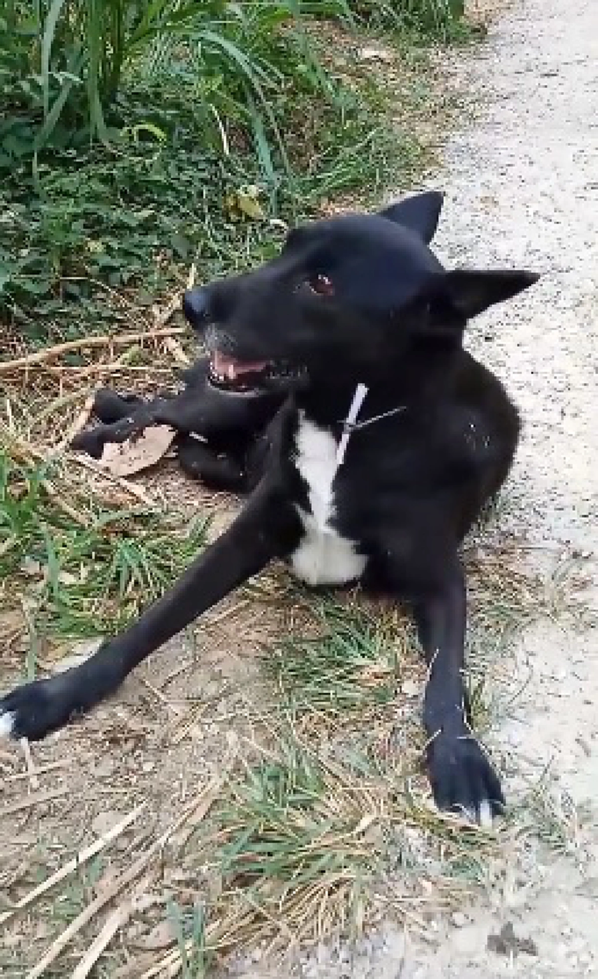 คนใจร้ายทิ้งสุนัขพิการไว้ข้างทาง พร้อมกับเงิน500บาท (คลิป)