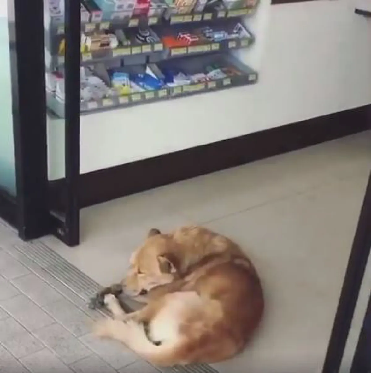 ชักจะเอาใหญ่แล้วนะเอ็ง...คลิปเจ้าตูบขี้เซาปล่อยประตูหนีบแต่ยังนอนหลับได้สบายใจ (คลิป)