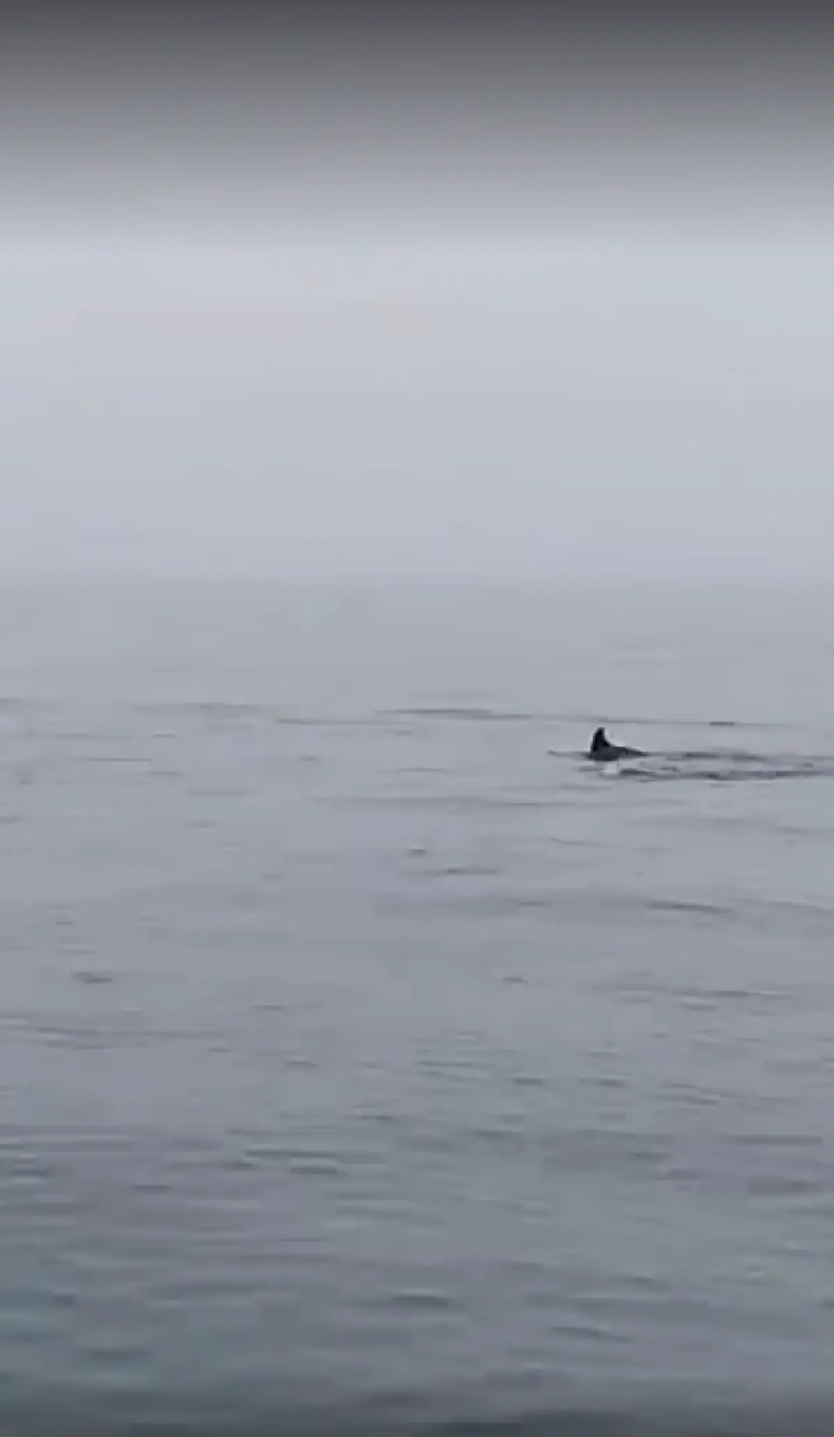 คลิปฝูงโลมาเกือบร้อยตัว โผล่ทะเลม่วงงาม