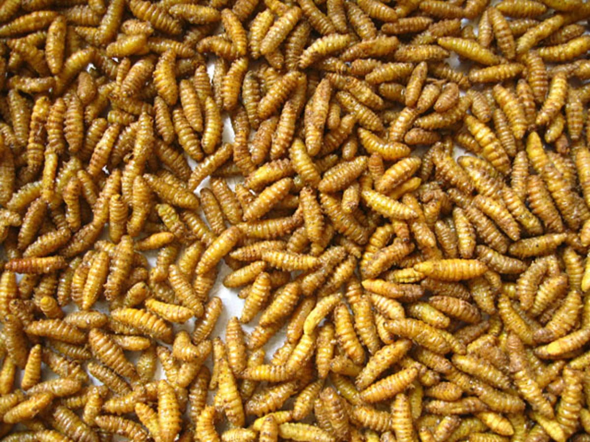 อ้วกแทบพุ่ง!! เอาจริงดิ?? 10 อันดับ แมลงประหลาดที่กินได้เพื่อความอยู่รอด!! ใครเคยกินตัวไหนบ้าง?? (รายละเอียด)