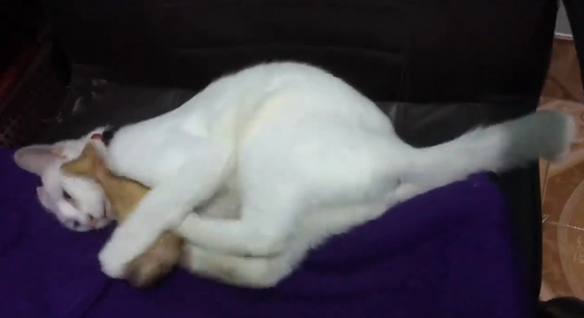 เฮ้ย เป็นอะไร! สาวงงหนักกำลังเล่นกับแมวที่เลี้ยง จู่ๆนอนอ้าปากค้าง-ไม่ขยับร่างเรียกชื่อซ้ำยังนิ่ง ที่แท้แค่ถ่านหมดเครื่องช็อตชั่วขณะ (คลิป)