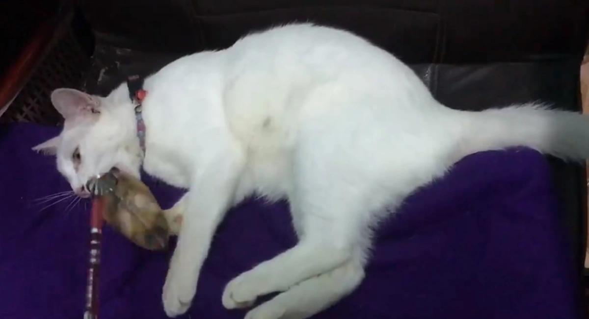 เฮ้ย เป็นอะไร! สาวงงหนักกำลังเล่นกับแมวที่เลี้ยง จู่ๆนอนอ้าปากค้าง-ไม่ขยับร่างเรียกชื่อซ้ำยังนิ่ง ที่แท้แค่ถ่านหมดเครื่องช็อตชั่วขณะ (คลิป)