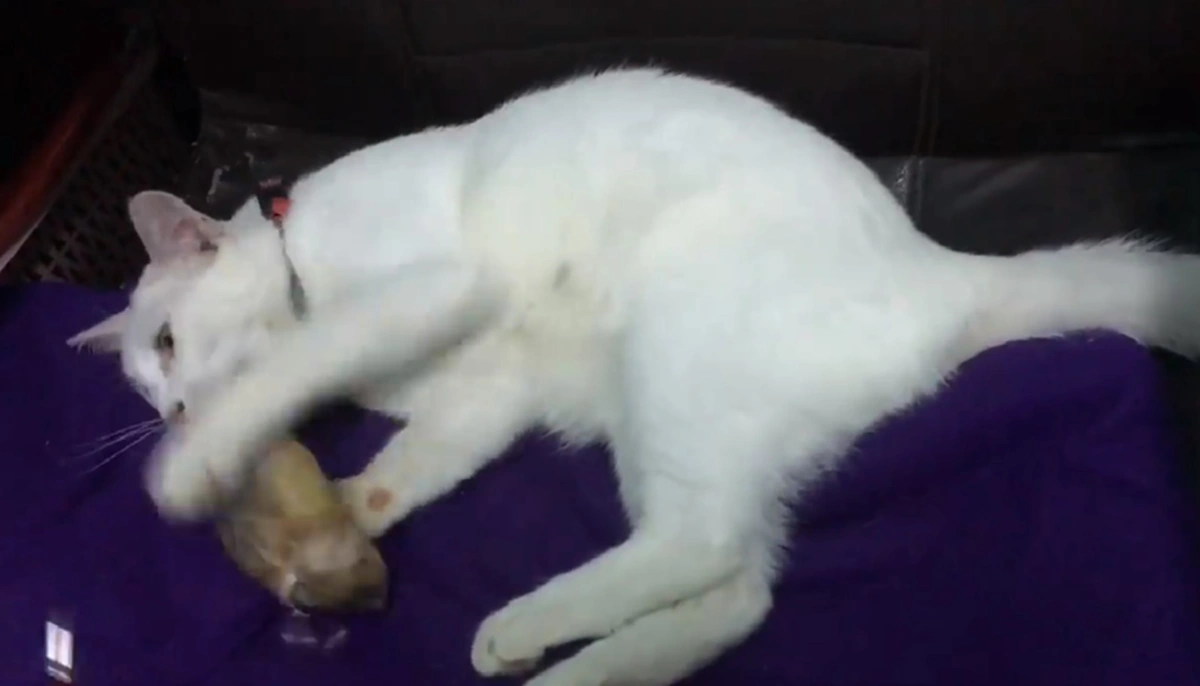 เฮ้ย เป็นอะไร! สาวงงหนักกำลังเล่นกับแมวที่เลี้ยง จู่ๆนอนอ้าปากค้าง-ไม่ขยับร่างเรียกชื่อซ้ำยังนิ่ง ที่แท้แค่ถ่านหมดเครื่องช็อตชั่วขณะ (คลิป)