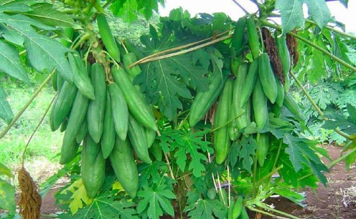 ชี้ทางรวย!! "มะละกอทำสาว" ลูกดก ต้นเตี้ย กำไรดี โดยไม่ต้องปลูกใหม่ ต้องหามาปลูกบ้างแล้ว #เเชร์เก็บไว้เลย