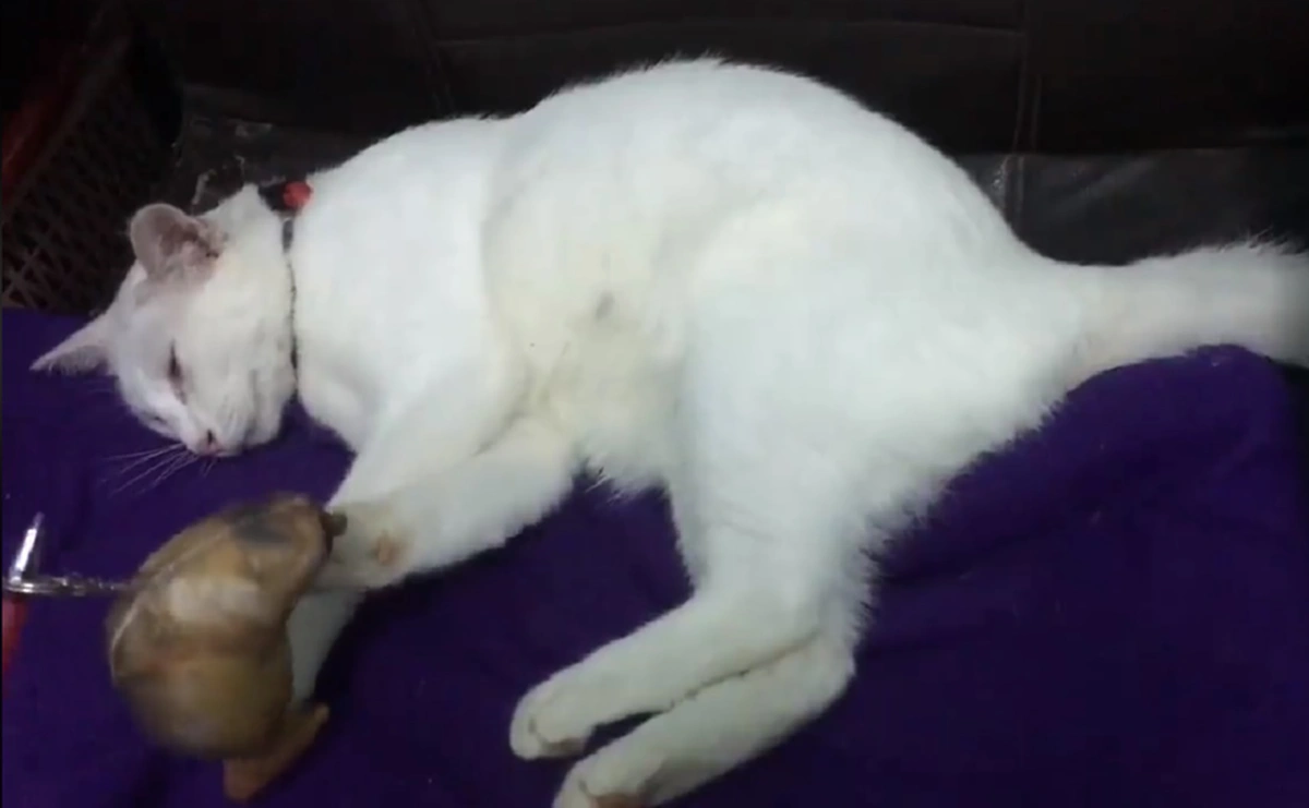 เฮ้ย เป็นอะไร! สาวงงหนักกำลังเล่นกับแมวที่เลี้ยง จู่ๆนอนอ้าปากค้าง-ไม่ขยับร่างเรียกชื่อซ้ำยังนิ่ง ที่แท้แค่ถ่านหมดเครื่องช็อตชั่วขณะ (คลิป)