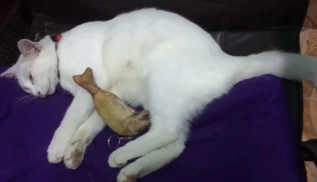 เฮ้ย เป็นอะไร! สาวงงหนักกำลังเล่นกับแมวที่เลี้ยง จู่ๆนอนอ้าปากค้าง-ไม่ขยับร่างเรียกชื่อซ้ำยังนิ่ง ที่แท้แค่ถ่านหมดเครื่องช็อตชั่วขณะ (คลิป)