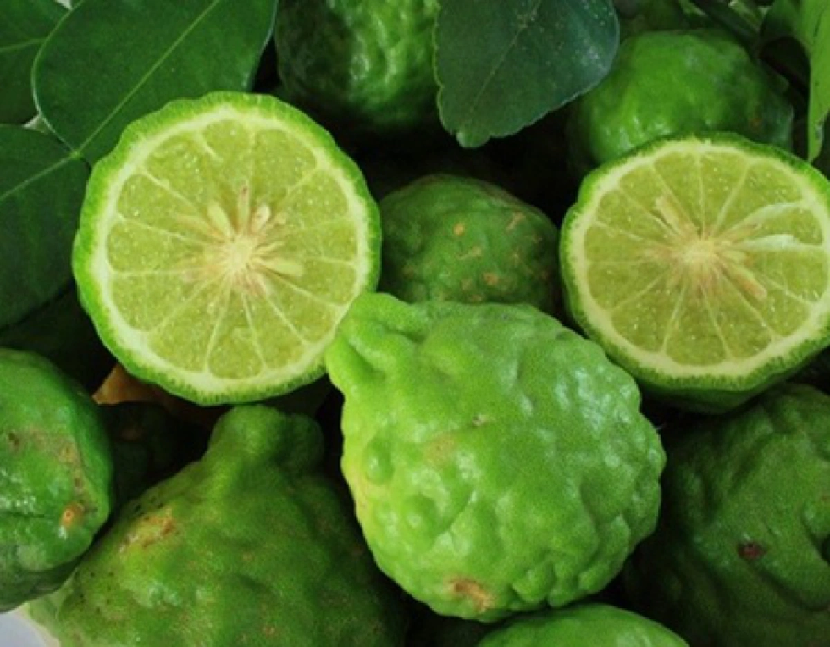 เกือบทั้งประเทศยังไม่เคยรู้!!! โคตรเด็ด ประโยชน์ของมะกรูดที่น่าเหลือเชื่อ บอกเลยของโคตรดี รู้แล้วแชร์ต่อด่วนๆ!!!