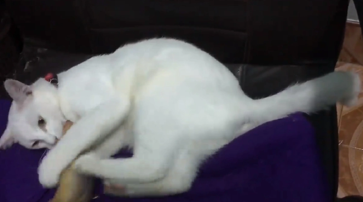 เฮ้ย เป็นอะไร! สาวงงหนักกำลังเล่นกับแมวที่เลี้ยง จู่ๆนอนอ้าปากค้าง-ไม่ขยับร่างเรียกชื่อซ้ำยังนิ่ง ที่แท้แค่ถ่านหมดเครื่องช็อตชั่วขณะ (คลิป)