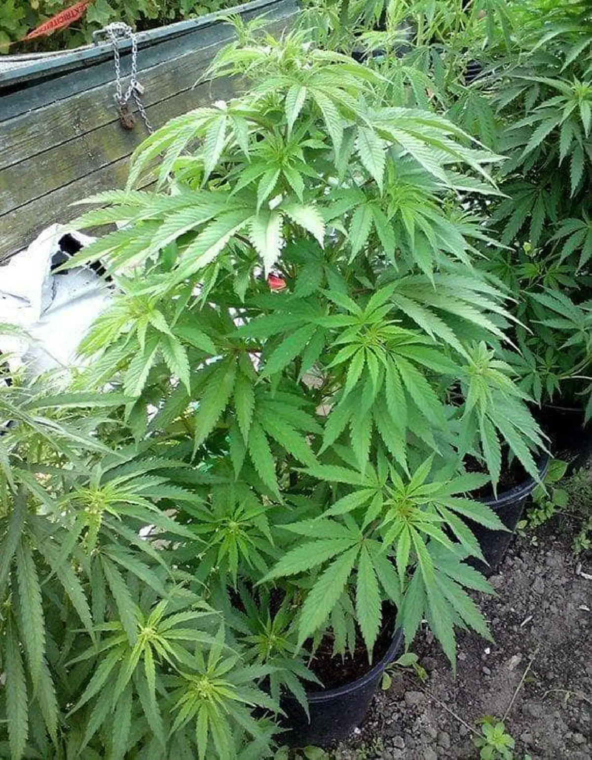 หมอเร่ร่อน! ขอใช้สิทธิตามรัฐธรรมนูญ ให้ชาวบ้านปลูกกัญชาบ้านละ  3 ต้น เรามี 70 ล้านคนใครถูกจับ ก็เดินไปให้จับให้เต็มแผ่นดิน!