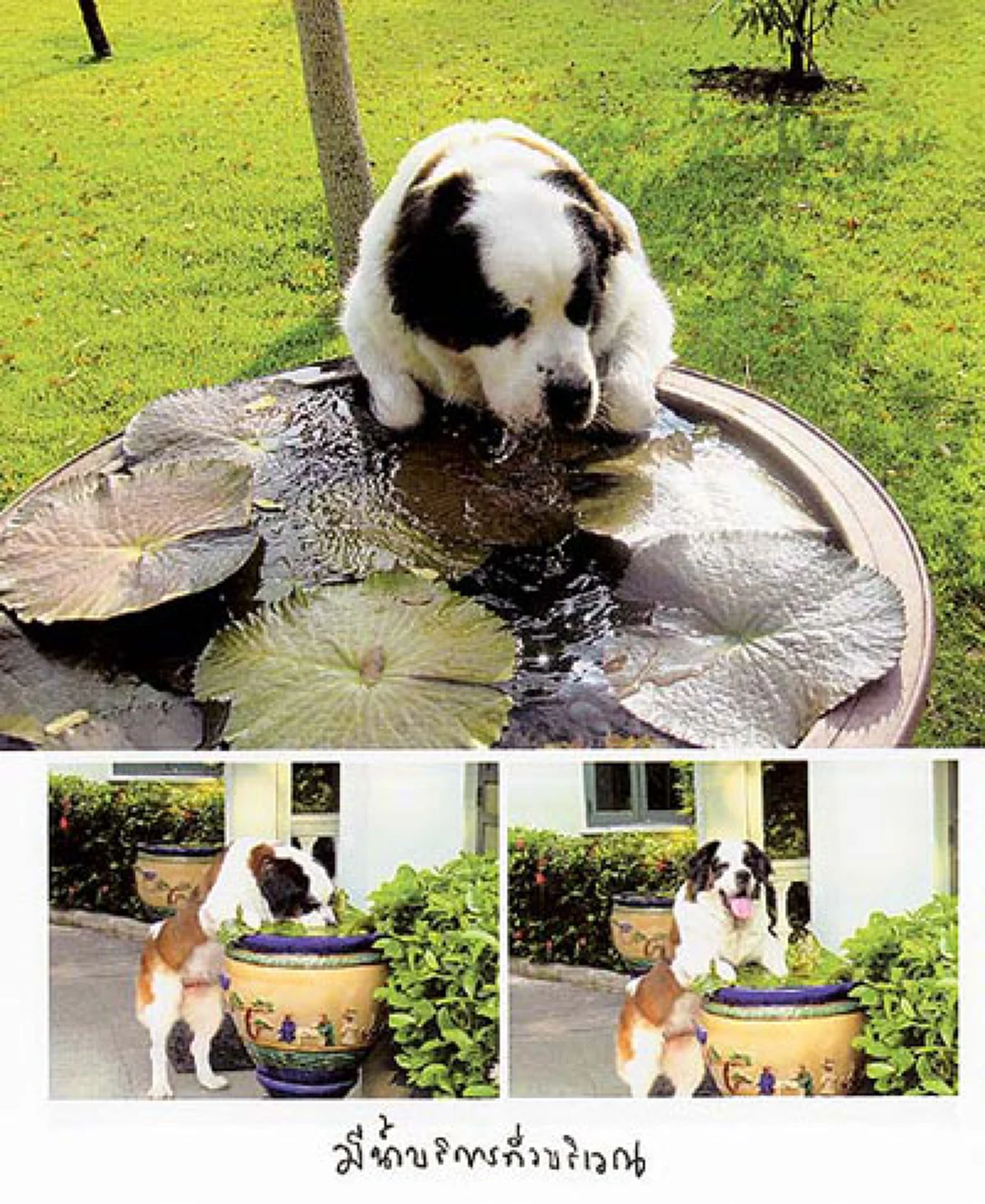 “คุณแป๊ะฮวยอิ้ว” สุนัขทรงเลี้ยงฉลาดและแสนรู้ที่ในหลวงรัชกาลที่๙ พระราชทานให้ สมเด็จพระเทพฯ กับที่มาโครงการ “แป๊ะฮวย…ช่วยเพื่อน” (รายละเอียด)