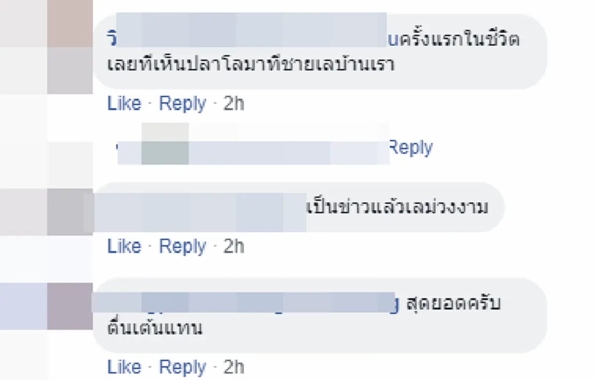 คลิปฝูงโลมาเกือบร้อยตัว โผล่ทะเลม่วงงาม