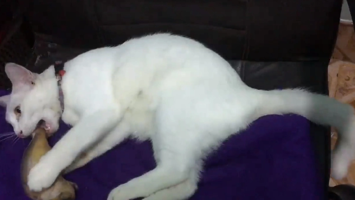 เฮ้ย เป็นอะไร! สาวงงหนักกำลังเล่นกับแมวที่เลี้ยง จู่ๆนอนอ้าปากค้าง-ไม่ขยับร่างเรียกชื่อซ้ำยังนิ่ง ที่แท้แค่ถ่านหมดเครื่องช็อตชั่วขณะ (คลิป)