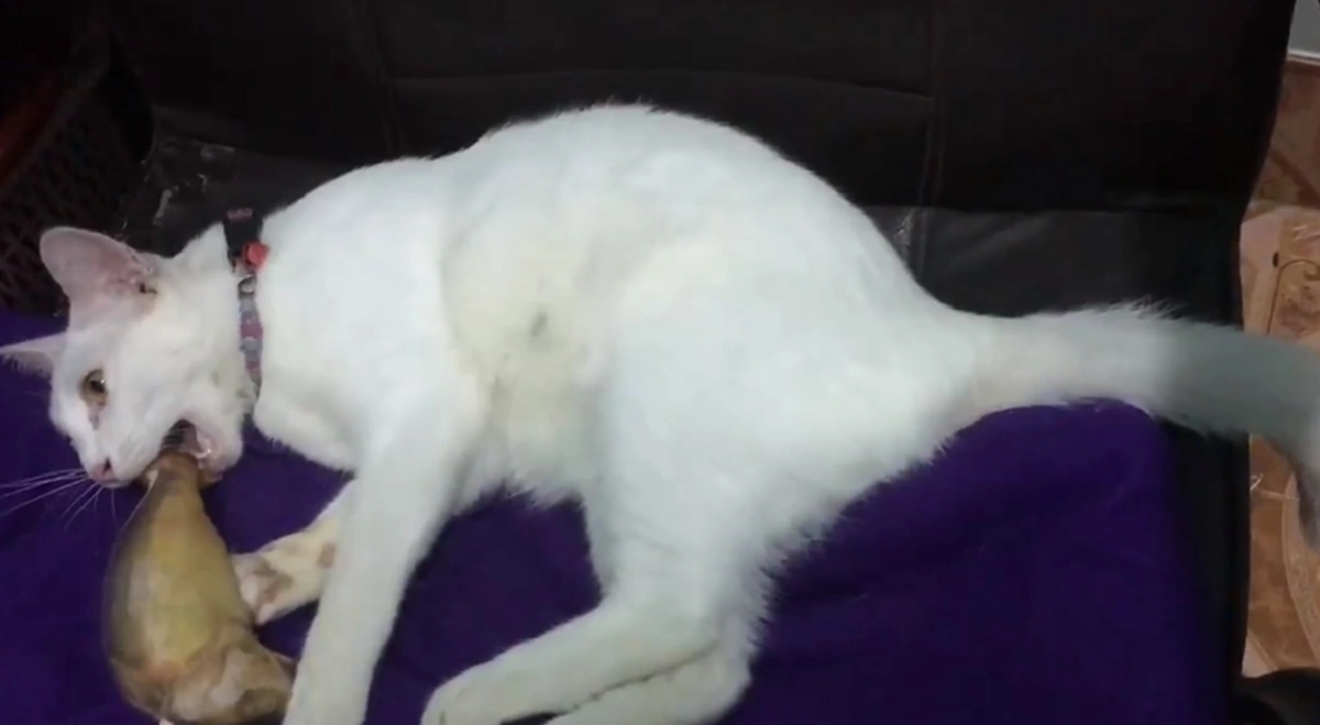 เฮ้ย เป็นอะไร! สาวงงหนักกำลังเล่นกับแมวที่เลี้ยง จู่ๆนอนอ้าปากค้าง-ไม่ขยับร่างเรียกชื่อซ้ำยังนิ่ง ที่แท้แค่ถ่านหมดเครื่องช็อตชั่วขณะ (คลิป)