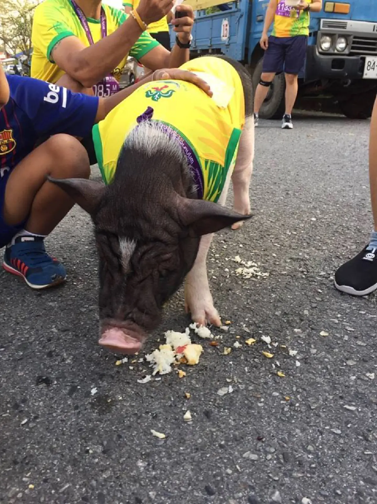 ชาวเน็ตแห่แชร์ ภาพเจ้าหมูเฉาก๊วย ออกวิ่งเพื่อสุขภาพร่วมกับเจ้าของ