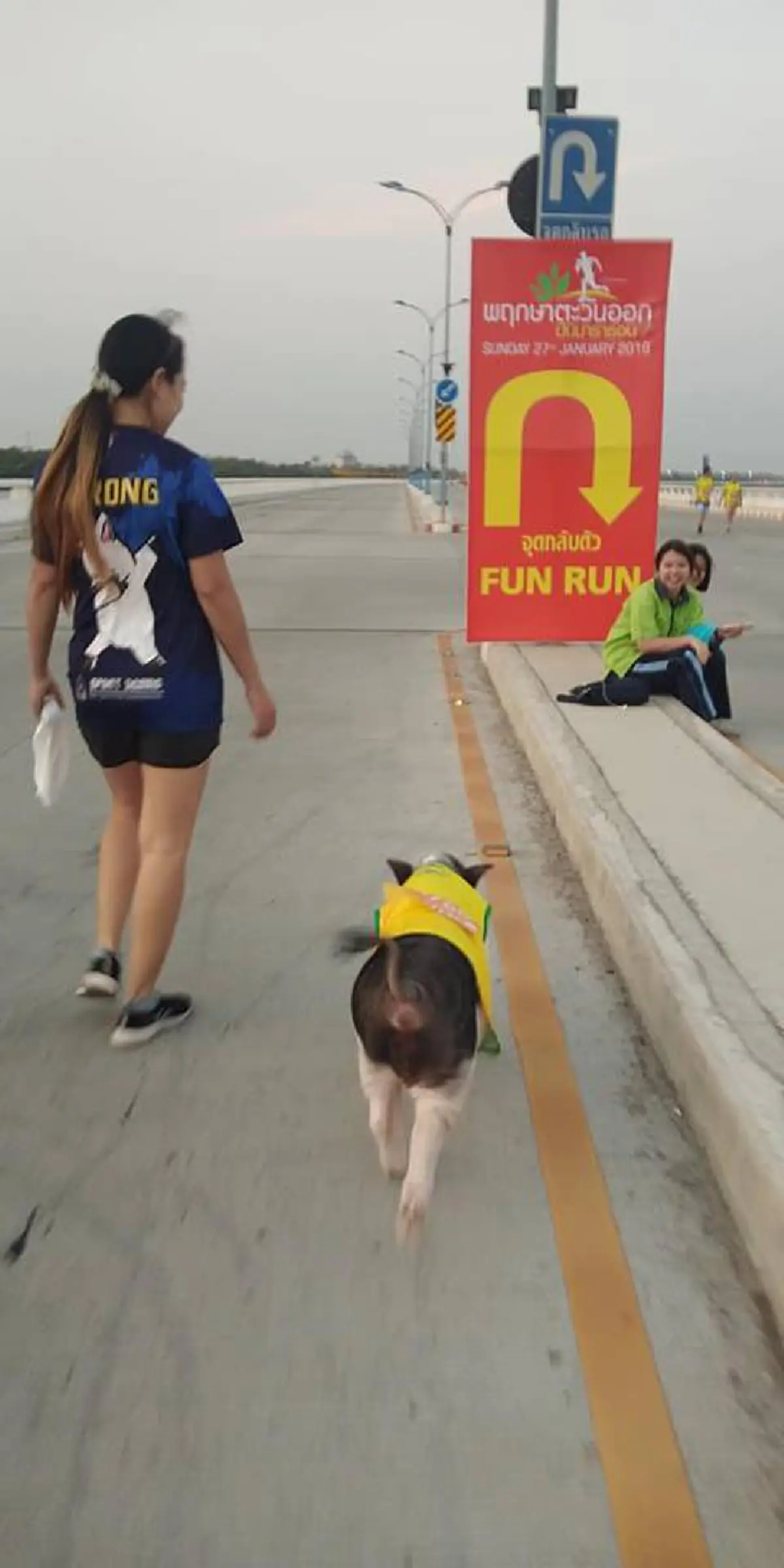 ชาวเน็ตแห่แชร์ ภาพเจ้าหมูเฉาก๊วย ออกวิ่งเพื่อสุขภาพร่วมกับเจ้าของ