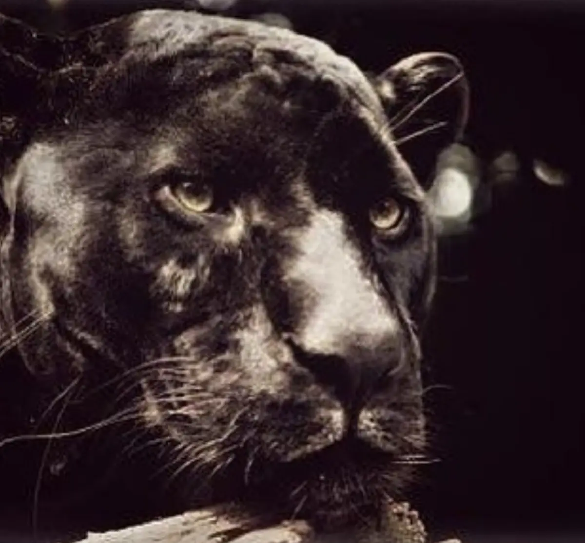 สู้ไปด้วยกัน!!! "ป๋อ ณัฐวุฒิ" ทำตามสัญญา โพสต์รูปเสือดำต่อเนื่องวันที่ 8 คราวนี้มาพร้อมแคปชั่นกินใจ แฟนคลับคอมเม้นต์เพียบ!?