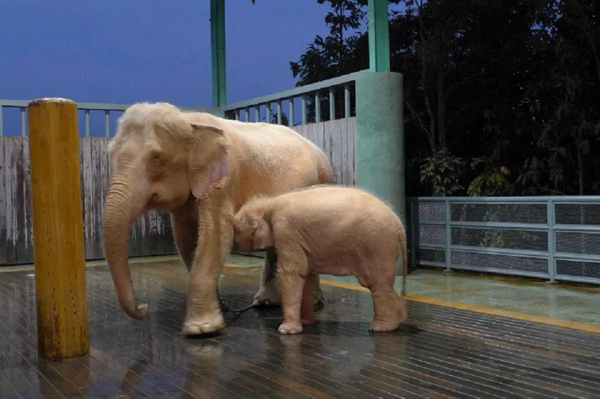 สัตวแพทย์โต้! "มูลนิธิเพื่อนช้าง" ช่วยพูดความจริงด้วย!!! การผลักดันช่วยเหลือช้างเร่ร่อน เกิดขึ้นด้วยพระราชสาวนีย์พระราชินีต่างหาก