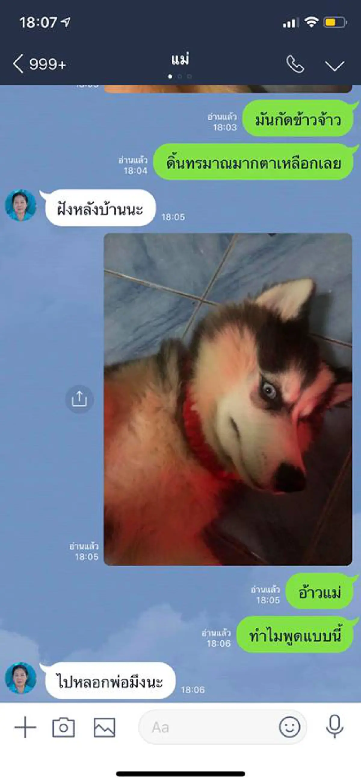 หนุ่มแกล้งหลอกแม่ ว่าเจ้าตูบไซบีเรียนถูกงูกัด อาการทรมาน สุดท้ายถูกจับได้