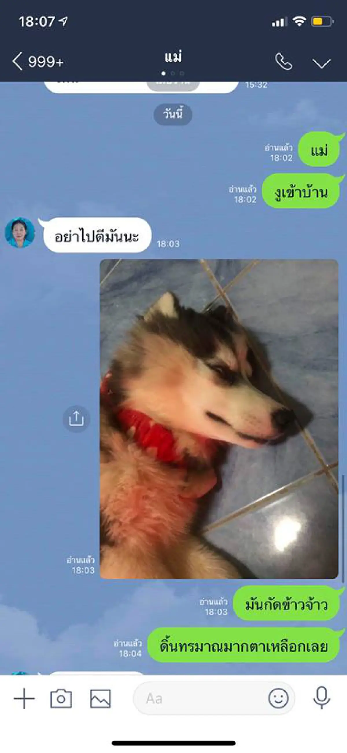 หนุ่มแกล้งหลอกแม่ ว่าเจ้าตูบไซบีเรียนถูกงูกัด อาการทรมาน สุดท้ายถูกจับได้
