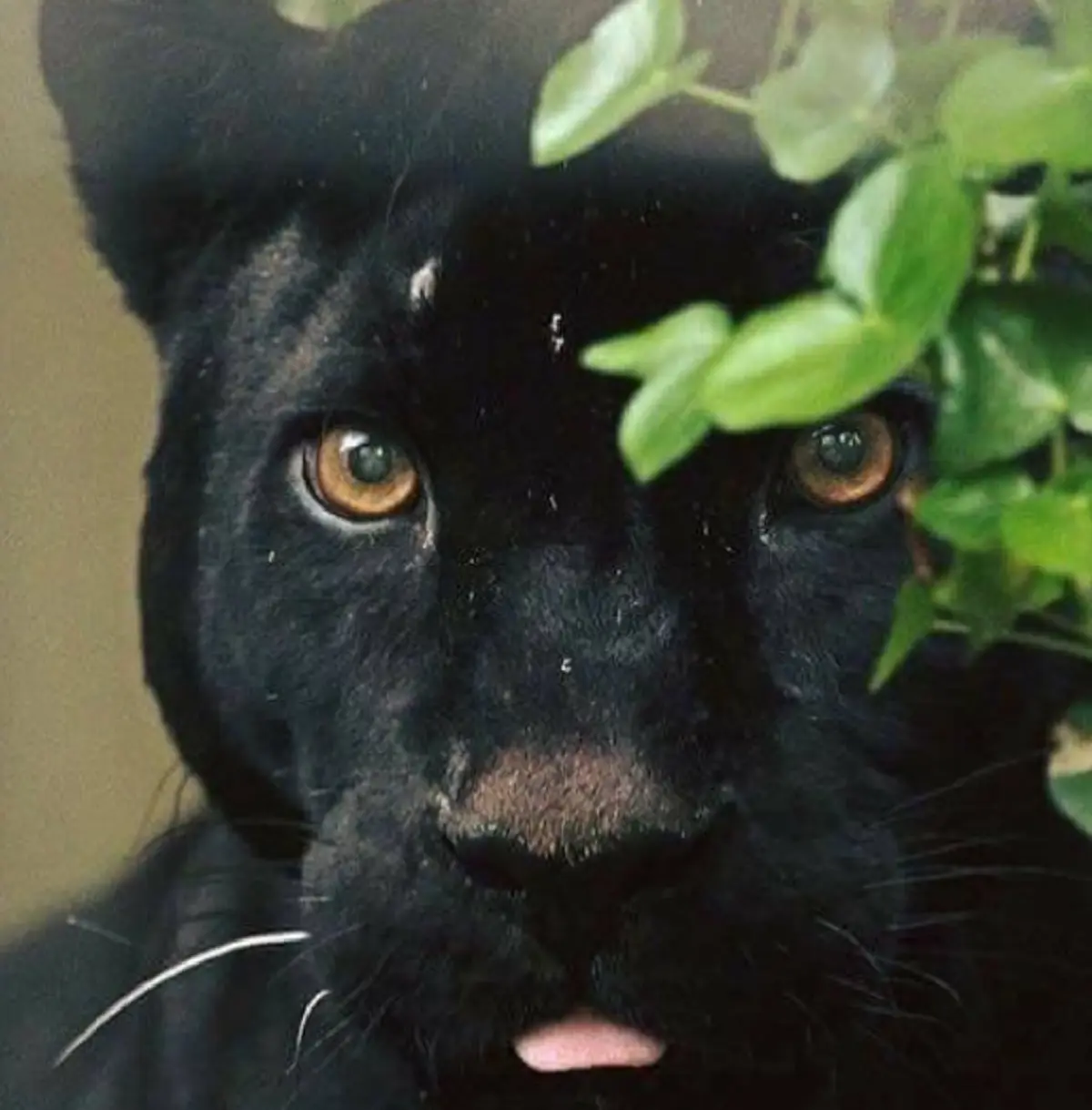 สู้ไปด้วยกัน!!! "ป๋อ ณัฐวุฒิ" ทำตามสัญญา โพสต์รูปเสือดำต่อเนื่องวันที่ 8 คราวนี้มาพร้อมแคปชั่นกินใจ แฟนคลับคอมเม้นต์เพียบ!?