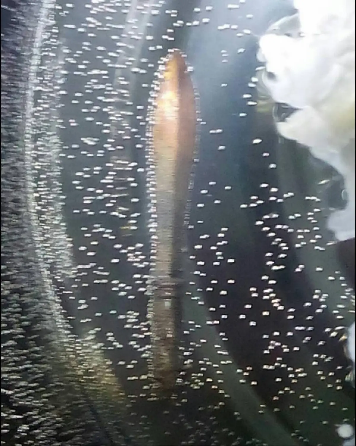 วิ่งไปทัั่วร่างกาย..คอยเตือนป้องกันภัย..อานุภาพอัศจรรย์แห่งเข็มทอง "ครูกฤช เข็มทอง"ศิษย์เอกท่านอาจารย์ประคอง สืบสายวิชาหลวงปู่พิมพ์มาลัย.