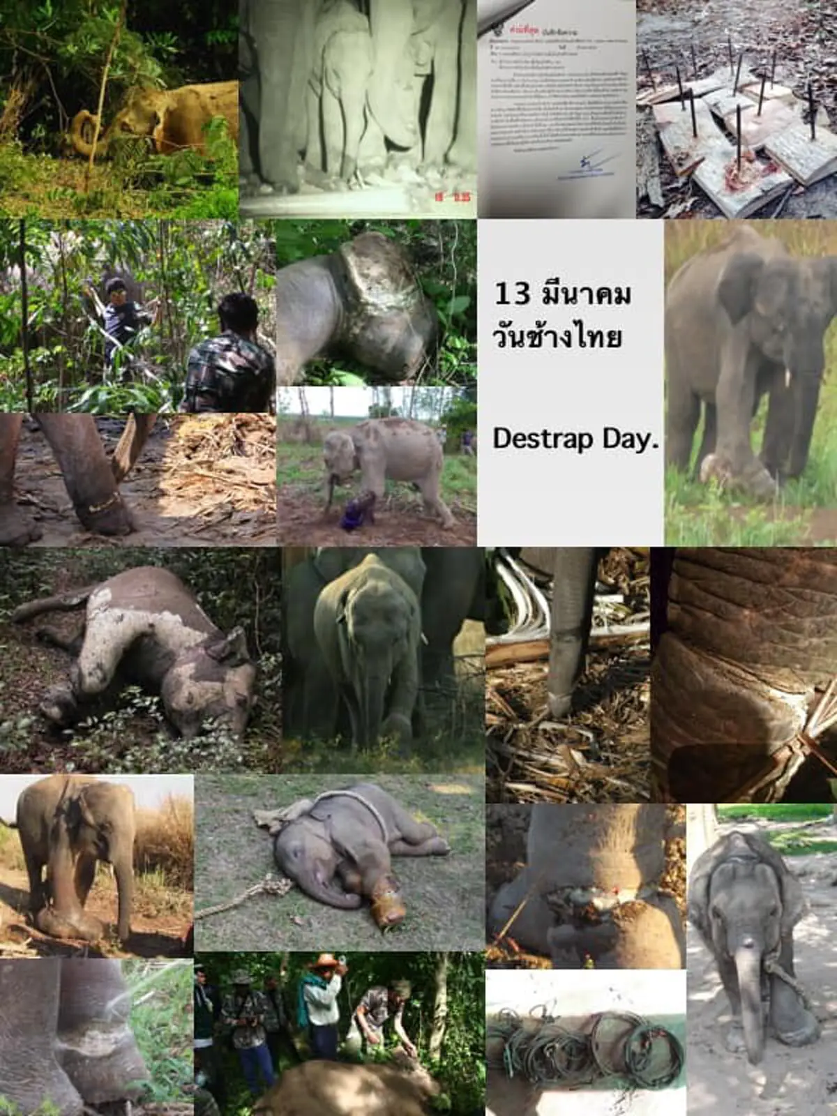 หมอล็อตโพส "ทำบ้านเราให้น่าอยู่ แล้วเราจะกลับเอง"สาสน์จากช้างป่าในวันช้างไทย 13 มีนาคม