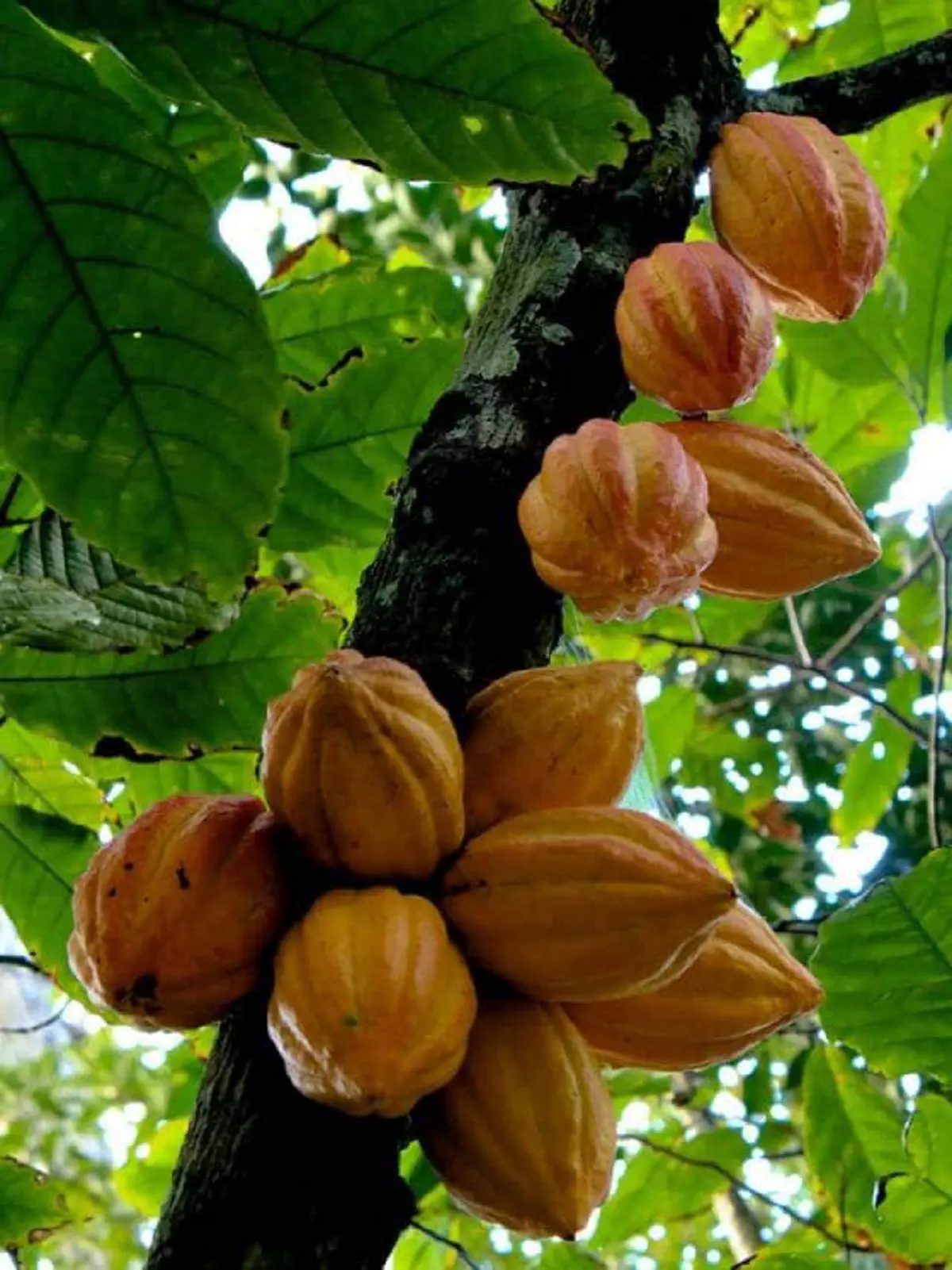 #รู้หรือไม่!! “พืชผักผลไม้” 20 ชนิด ก่อนจะมาเป็นอาหาร มันเคยมีหน้าตา แบบนี้มาก่อน เห็นแล้วถึงกับขยี้ตารัวๆ !! (ชมภาพ)