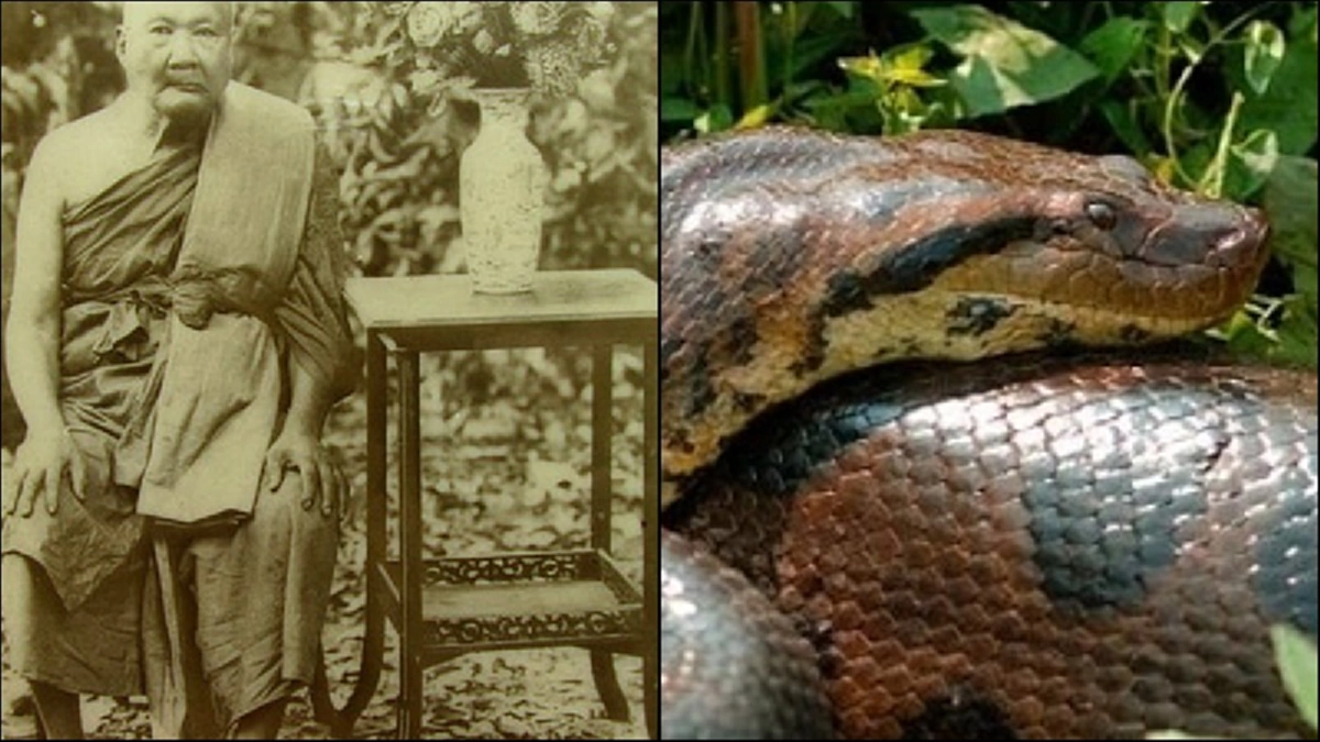 เข้าจู่โจมอย่างรวดเร็วหมายรัดให้ตาย "งูยักษ์"จะได้กินอย่างสมใจ แต่ "หลวงปู่ภู วัดอินทรวิหาร"ศิษย์เอกสมเด็จโต เพียงแค่แผ่เมตตา จนพ่ายจากไป.