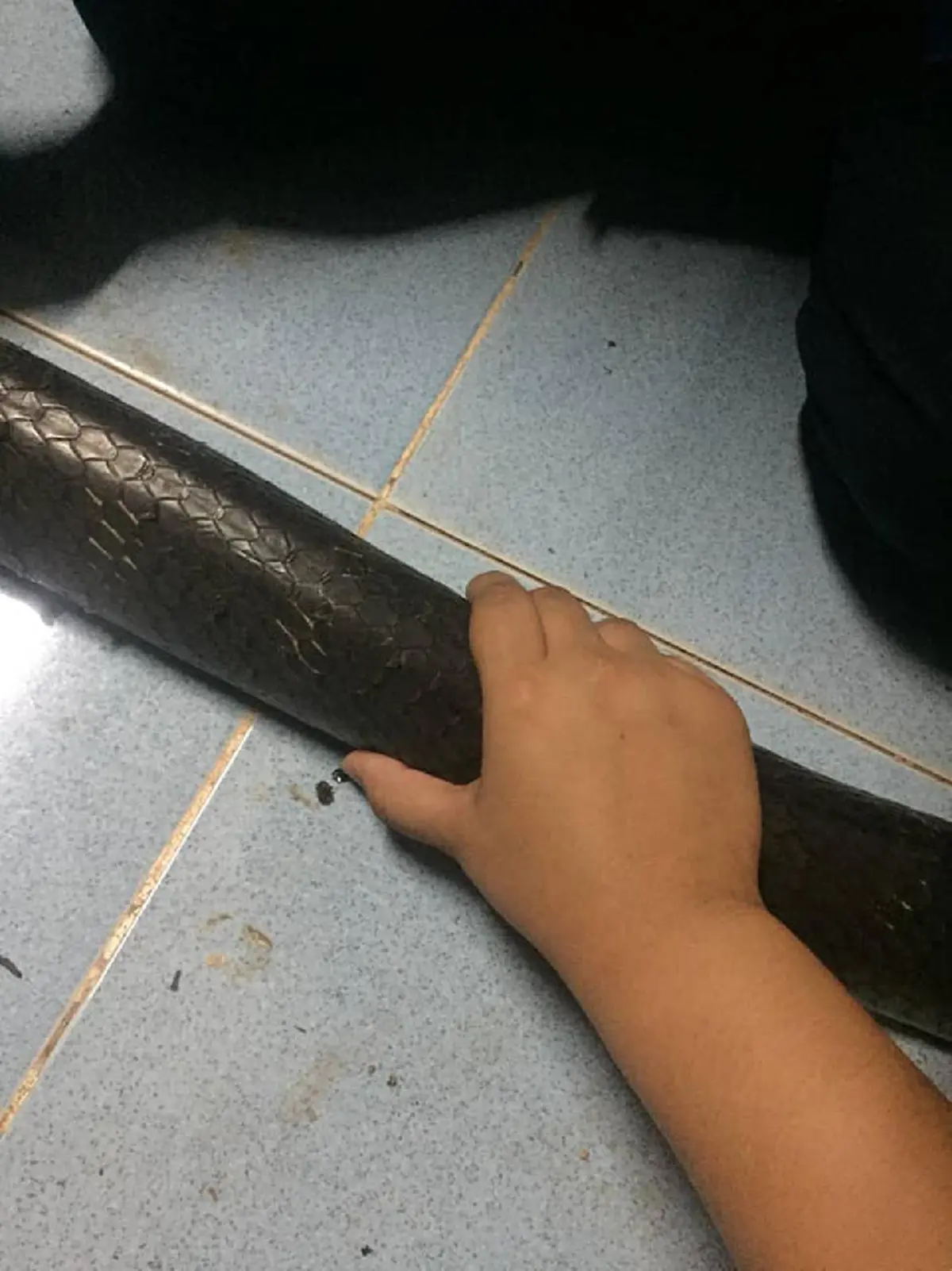 ชาวบ้านแตกตื่น เจองูจงอางลำตัวเท่าแขน เลื้อยขู่ในท่อน้ำหมู่บ้าน