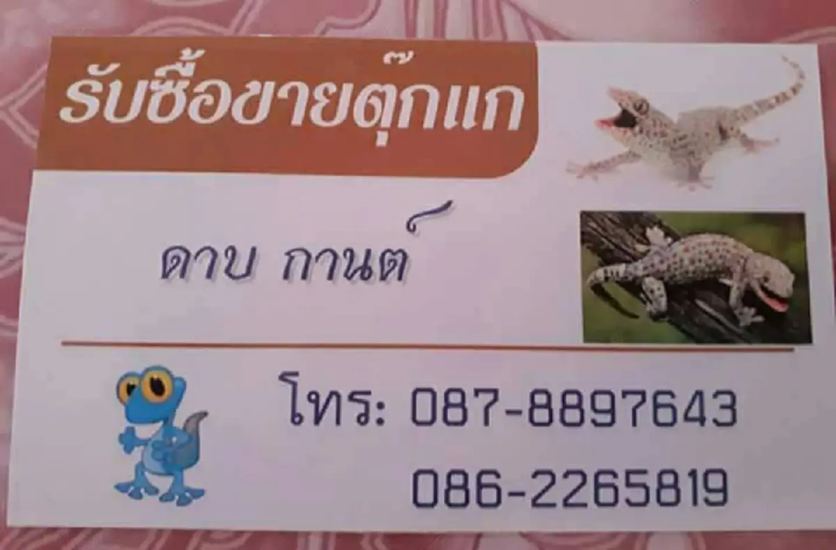 สาวโพสต์ รับซื้อ"ตุ๊กเเก" ซื้อจริงไม่ได้โม้ ราคาตามขนาด หลักร้อยถึงหลักล้าน
