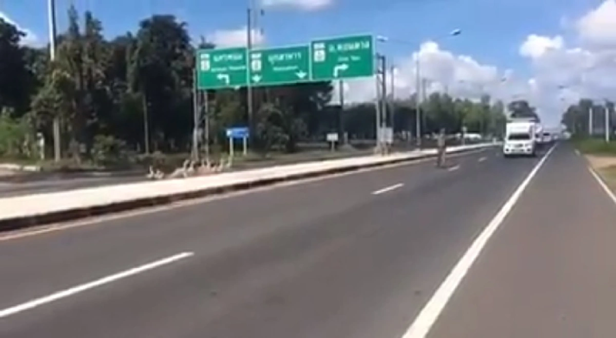 ชื่นชมหัวใจ เปิดคำพูดซึ้ง "ตำรวจใจดี" โบกรถให้ฝูงห่านข้ามถนน เผย "ทุกชีวิตมีค่า ไม่ว่าคนหรือสัตว์ต้องช่วยเหลือกัน"