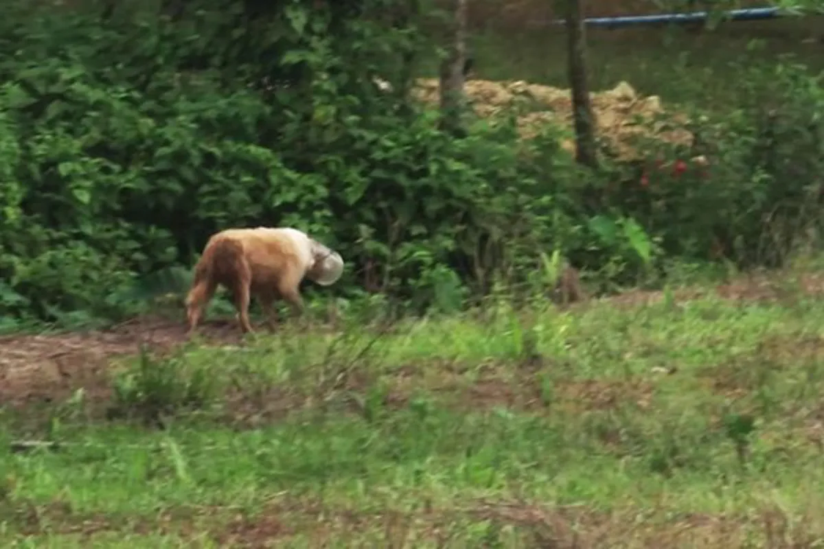 หนุ่มใหญ่วอนช่วยสุนัขหัวติดขวดพลาสติกใส